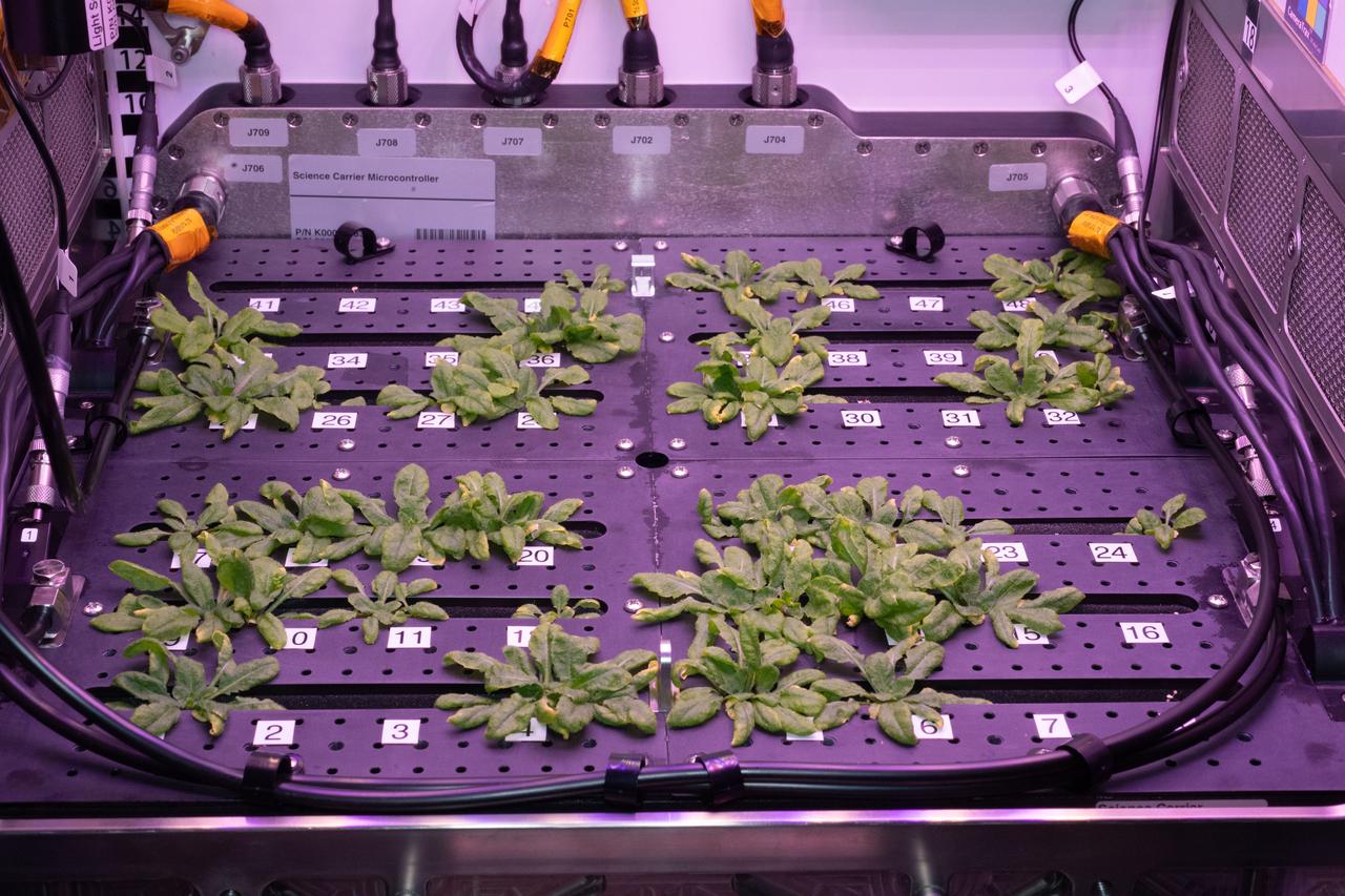 View during harvest of Arabidopsis plants. Photo was taken by Expedition 56 crew.