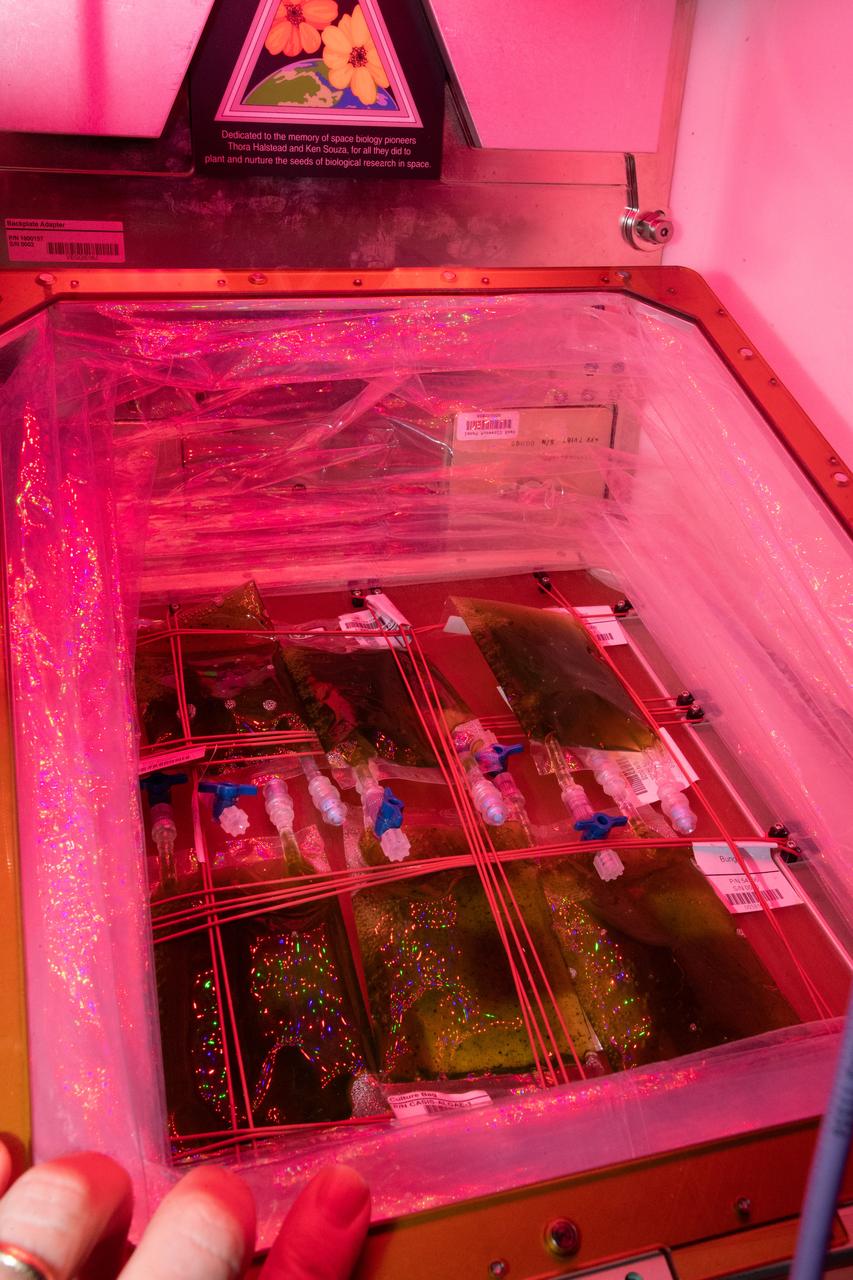 iss056e096962 (7/17/2018) --- View of the installation of six Space Algae culture bags in the Veggie facility. The Space Algae investigation explores the genetic basis for productivity of algae cultivated in space and whether this requires genetic adaptations or not.