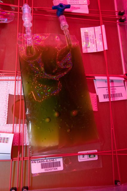 NASA image: Space Algae Culture Bag Installation