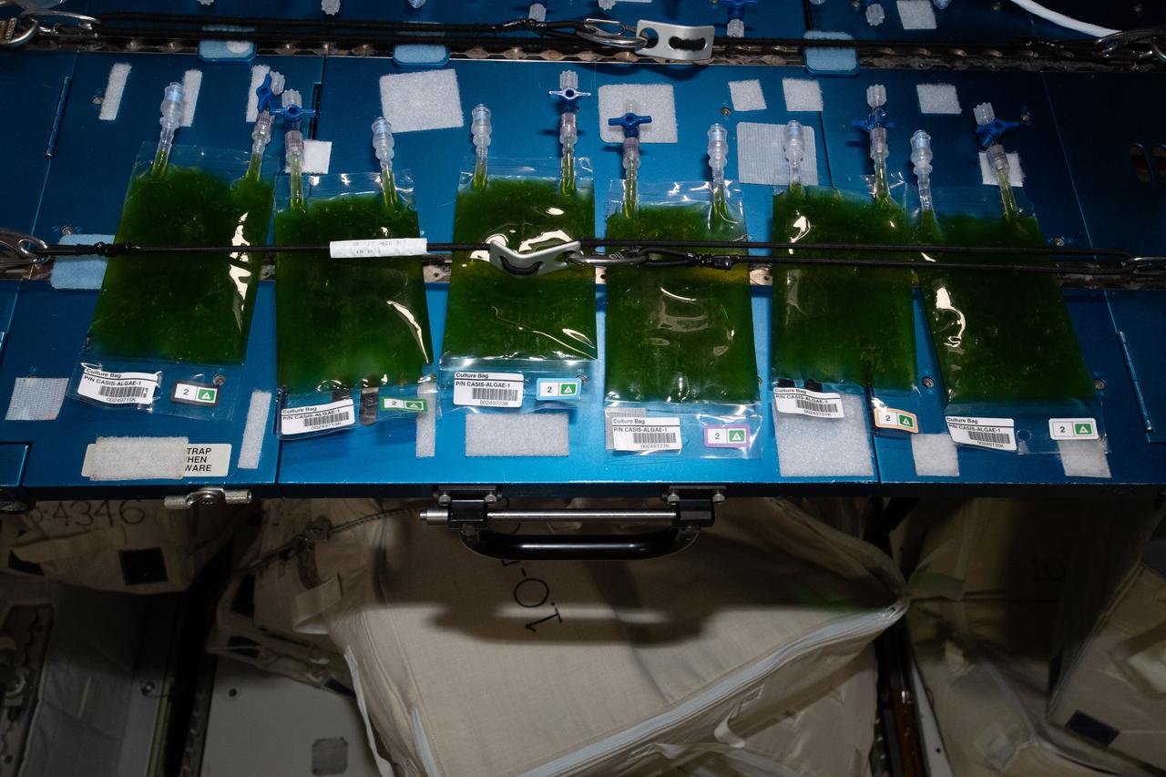 iss056e096983 (7/17/2018) --- View of the installation of six Space Algae culture bags in the Veggie facility. The Space Algae investigation explores the genetic basis for productivity of algae cultivated in space and whether this requires genetic adaptations or not.