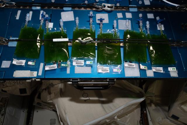 NASA image: Space Algae Culture Bag Installation