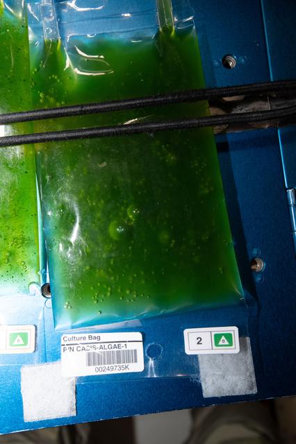 NASA image: Space Algae Culture Bag Installation