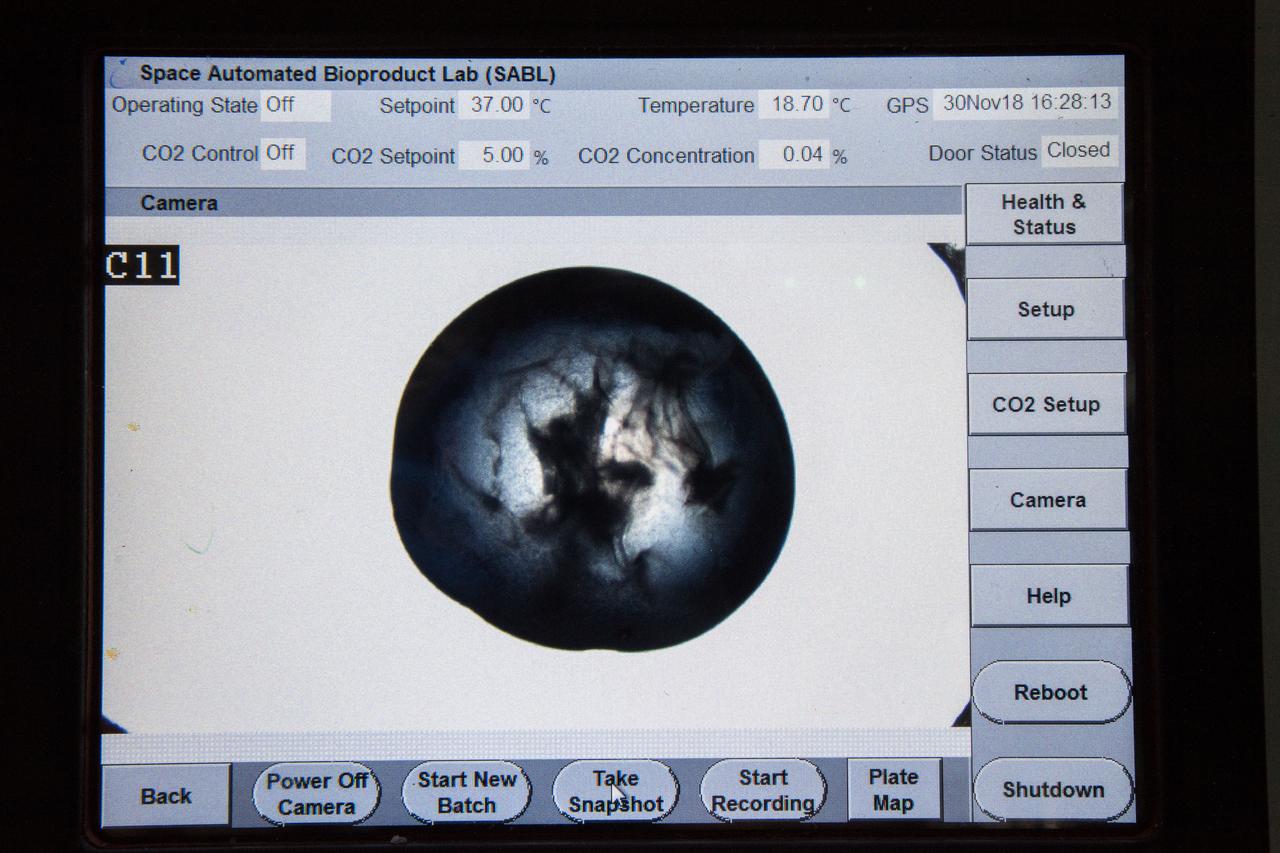 iss057e106417 (Nov. 30, 2018) --- Samples from the Protein Crystal Growth Card are examined using a microscope for an experiment observing protein crystals associated with Parkinson’s disease to potentially improve treatments on Earth. Crystallization of LRRK2 Under Microgravity Conditions-2 (CASIS PCG 16) evaluates growth of Leucine-rich repeat kinase 2 (LRRK2) protein crystals in microgravity. LRRK2 is implicated in Parkinson’s disease, but crystals of the protein grown on Earth are too small and compact to study. Detailed analysis of larger, space-grown crystals can define the protein’s exact shape and morphology and help scientists better understand the disease’s pathology.