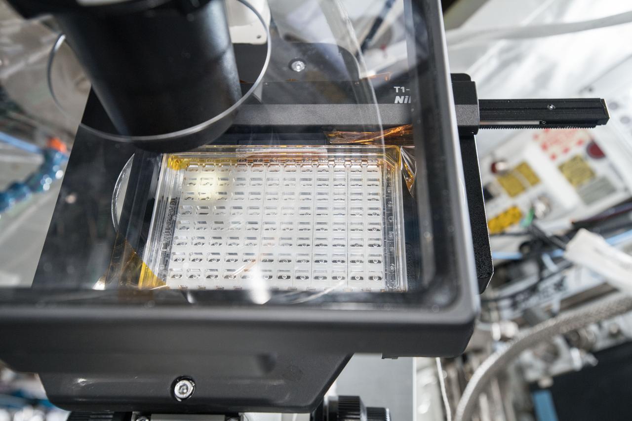 iss057e106419 (Nov. 30, 2018) --- Samples from the Protein Crystal Growth Card are examined using a microscope for an experiment observing protein crystals associated with Parkinson’s disease to potentially improve treatments on Earth. Crystallization of LRRK2 Under Microgravity Conditions-2 (CASIS PCG 16) evaluates growth of Leucine-rich repeat kinase 2 (LRRK2) protein crystals in microgravity. LRRK2 is implicated in Parkinson’s disease, but crystals of the protein grown on Earth are too small and compact to study. Detailed analysis of larger, space-grown crystals can define the protein’s exact shape and morphology and help scientists better understand the disease’s pathology.