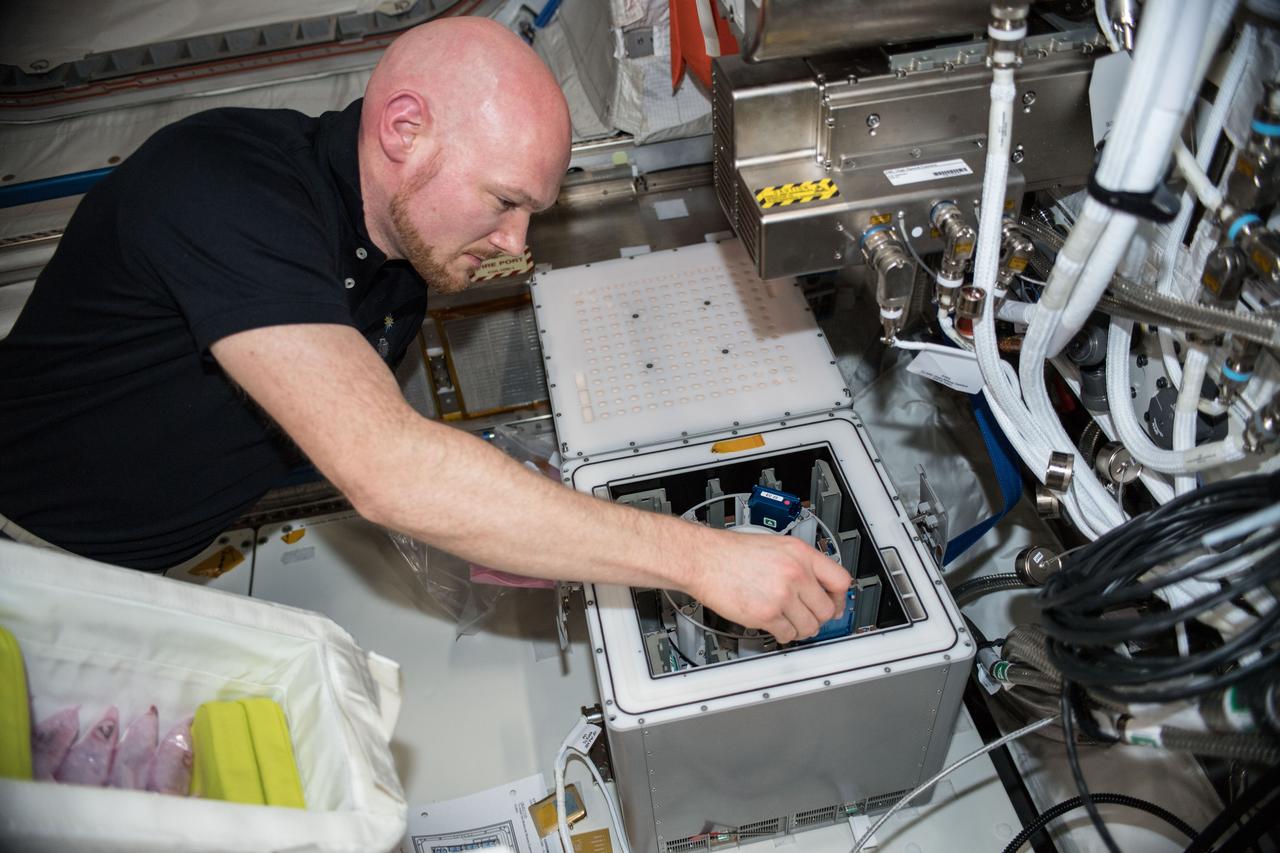 iss057e114873 (12/9/2018) --- A view of European Space Agency (ESA) astronaut Alexander Gerst placing the experiment canisters for the Molecular Muscle investigation into the Kubik incubator located on the Columbus module. The Molecular Muscle investigation examines the molecular causes of muscle abnormalities during spaceflight in order to establish effective countermeasures. Using the validated model organism C. elegans, combined with flight-validated methodologies, this experiment targets the molecular alterations that are most consistently correlated with muscular and metabolic abnormalities across species in spaceflight (i.e. insulin- and attachment-mediated signaling). The success of the interventions in recovering muscle health is assessed by successfully preventing the gene and protein expression changes that are repeatedly observed in spaceflight.