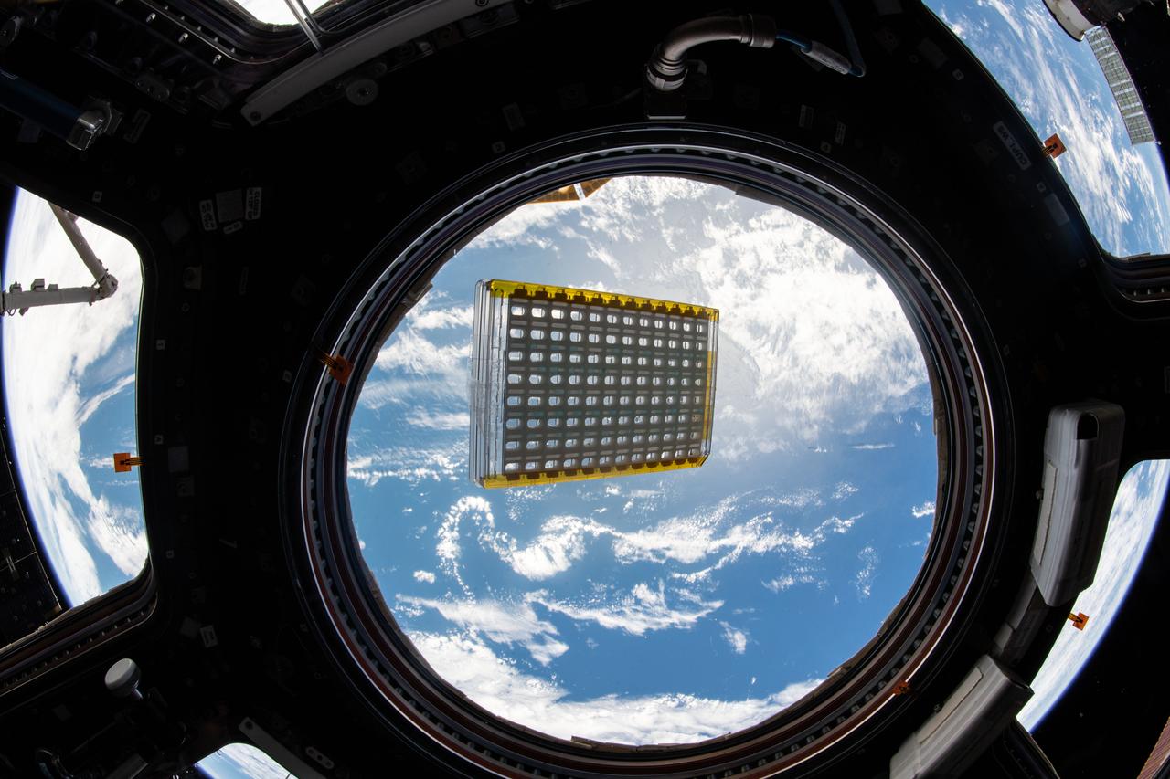 iss058e002064 (1/6/2019) --- CASIS PCG 16 floating in front of Window 7 in the Cupola module. Earth is in the background. Crystallization of LRRK2 Under Microgravity Conditions-2 (CASIS PCG 16) evaluates growth of Leucine-rich repeat kinase 2 (LRRK2) protein crystals in microgravity. LRRK2 is implicated in Parkinson’s disease, but crystals of the protein grown on Earth are too small and compact to study. Detailed analysis of larger, space-grown crystals can define the protein’s exact shape and morphology and help scientists better understand the disease’s pathology.