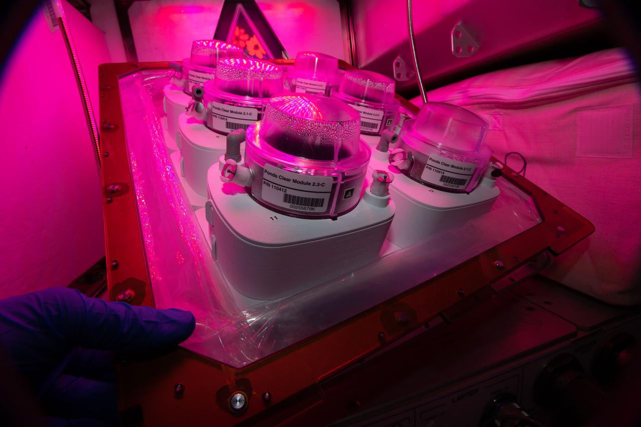 iss059e035838 (4/28/2019) --- Documentation taken during removal of Germination Cap from each Veggie Ponds Module while module is in Veggie Bellows. Veggie PONDS uses a newly developed passive nutrient delivery system and the Veggie plant growth facility aboard the International Space Station (ISS) to cultivate lettuce and mizuna greens which are to be harvested on-orbit, and consumed, with samples returned to Earth for analysis.