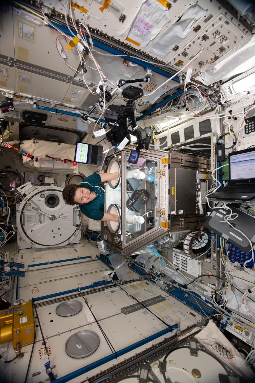 iss059e060922 (May 10, 2019) --- NASA astronaut Anne McClain works on Kidney Cells hardware inside the Life Sciences Glovebox located in Japan's Kibo laboratory module. Kidney Cells is an investigation that is seeking innovative treatments for kidney stones, osteoporosis and toxic chemical exposures to protect the health of astronauts in space and humans on Earth.