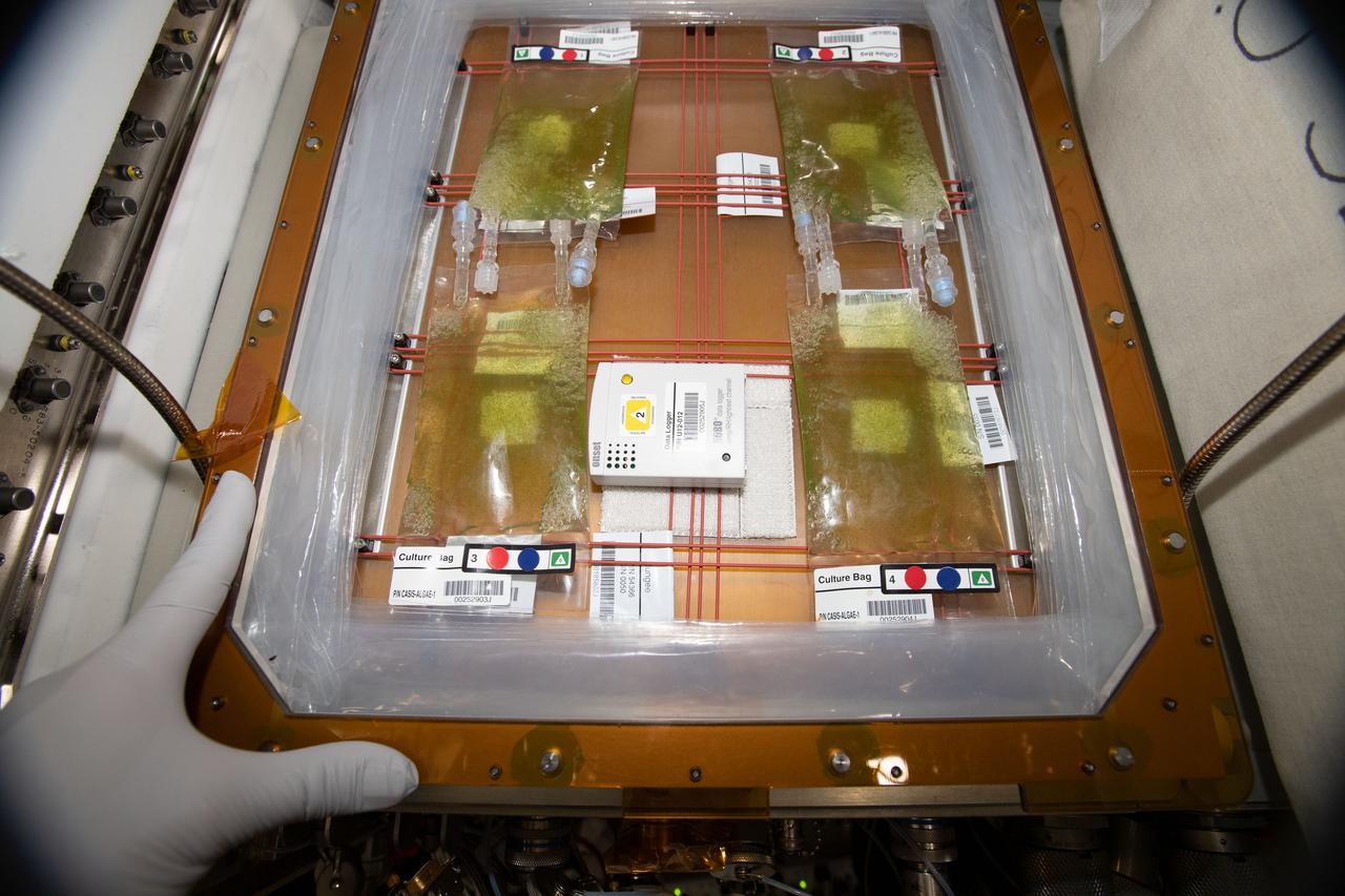 iss059e072992 (5/27/2019) --- Photo documentation of the Micro Alagae Culture bags in Node 2 aboard the International Space Station (ISS). Microalgae Biosynthesis in Microgravity (MicroAlgae) studies the effects of microgravity on Haematococcus pluvialis, an algae capable of producing a powerful antioxidant, astaxanthin. It could provide a readily available dietary supplement to promote astronaut health on long-duration space exploration missions.