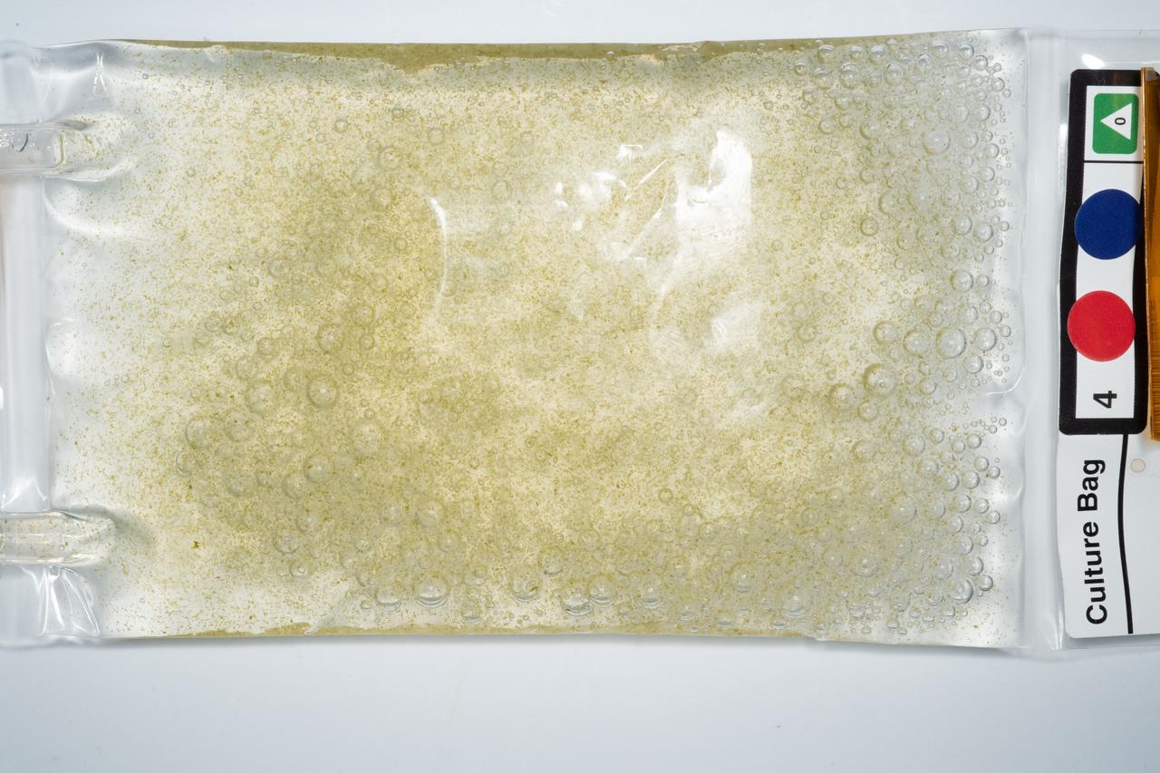 iss059e088038 (6/1/2019) --- Photo documentation taken of Micro Alagae Culture Bag 4 in Node 2 aboard the International Space Station (ISS). Microalgae Biosynthesis in Microgravity (MicroAlgae) studies the effects of microgravity on Haematococcus pluvialis, an algae capable of producing a powerful antioxidant, astaxanthin. It could provide a readily available dietary supplement to promote astronaut health on long-duration space exploration missions.