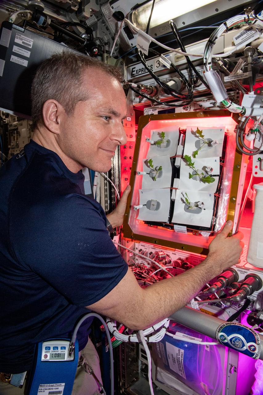 iss059e113779 (June 18, 2019) --- Canadian Space Agency astronaut David Saint-Jacques checks plants being grown for the Veg-04A space botany experiment taking place inside the International Space Station's Columbus laboratory module from the European Space Agency. The study focuses on the impact of light quality and fertilizer on leafy crop growth for a 28-day grow-out, microbial food safety, nutritional value, taste acceptability by the crew, and the overall behavioral health benefits of having plants and fresh food in space.