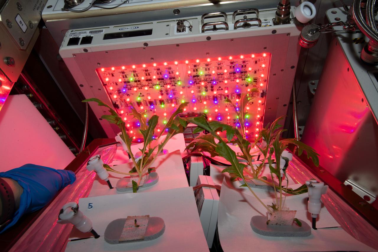 iss059e117376 (6/22/2019) --- Photo documentation taken during VEG-04 Water Check and Mass Measurement Device Operations aboard the International Space Station (ISS). The crew checks plants for water and waters if needed then if there are any leafs that have been broken off. The research of Veg-04A focuses on the impact of light quality and fertilizer on leafy crop growth for a 28-day grow-out.