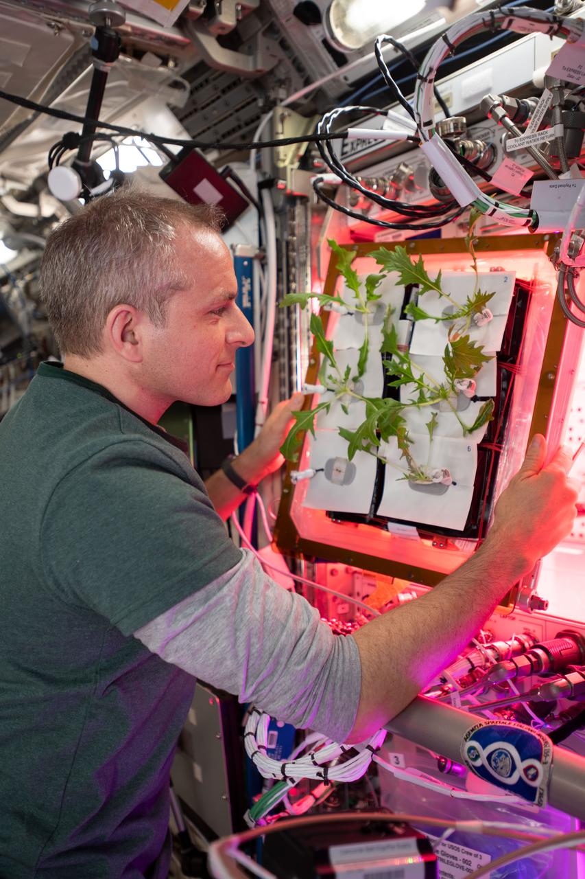 iss059e117393 (6/23/2019) --- Canadian Space Agency (CSA) astronaut David Saint-Jacques is photographed during VEG-04 Water Check and Mass Measurement Device Operations. Saint-Jacques is watering the plants if needed and looking for any leaves that have broken off. The research of Veg-04A focuses on the impact of light quality and fertilizer on leafy crop growth for a 28-day grow-out.