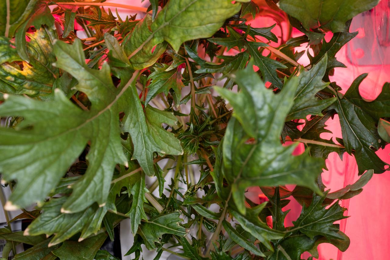 iss060e004259 (July 5, 2019) --- Leafy greens are pictured growing inside the Columbus laboratory module's VEGGIE botany research facility. The VEG-04 botany study is exploring the viability of growing fresh food in space to support astronauts on long-term missions. The salad-type plants are harvested after 28 days of growth, with some samples stowed for analysis and the rest taste-tested by the crew aboard the International Space Station.