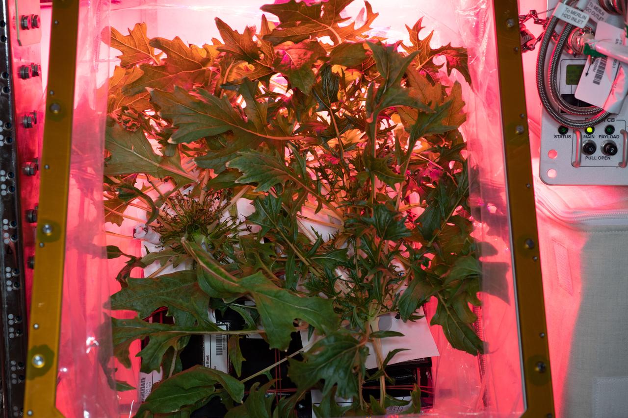 iss060e004723 (July 7, 2019) --- Leafy greens are pictured growing inside the Columbus laboratory module's VEGGIE botany research facility. The VEG-04 botany study is exploring the viability of growing fresh food in space to support astronauts on long-term missions. The salad-type plants are harvested after 28 days of growth, with some samples stowed for analysis and the rest taste-tested by the crew aboard the International Space Station.