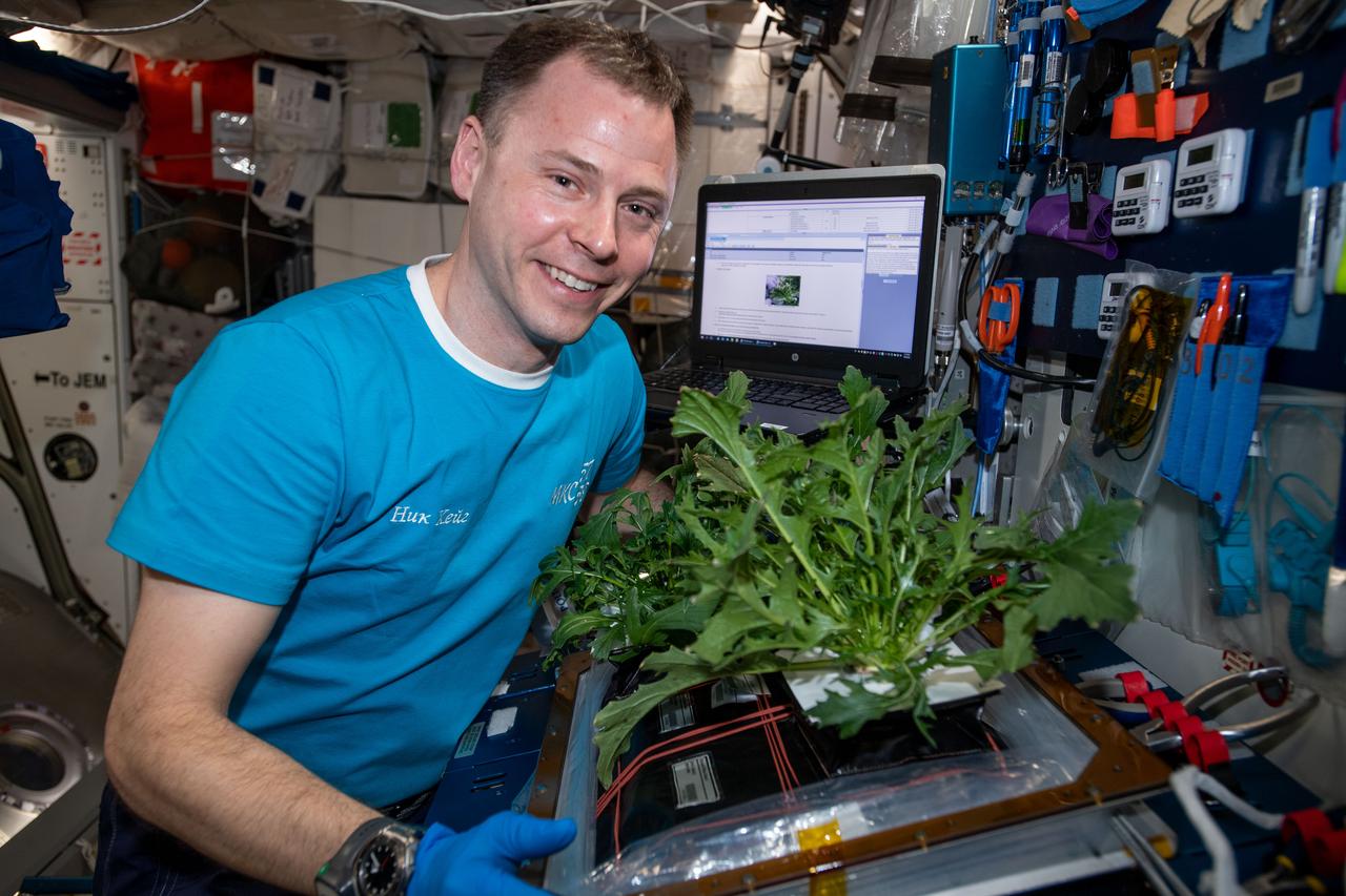 iss060e006113 (July 9, 2019) --- Expedition 60 Flight Engineer Nick Hague of NASA harvests Mizuna mustard greens for the VEG-04 botany study that is exploring the viability of growing fresh food in space to support astronauts on long-term missions. Station crewmembers pick the salad-type plants after 28 days of growth, stow some samples for analysis and taste test the rest.