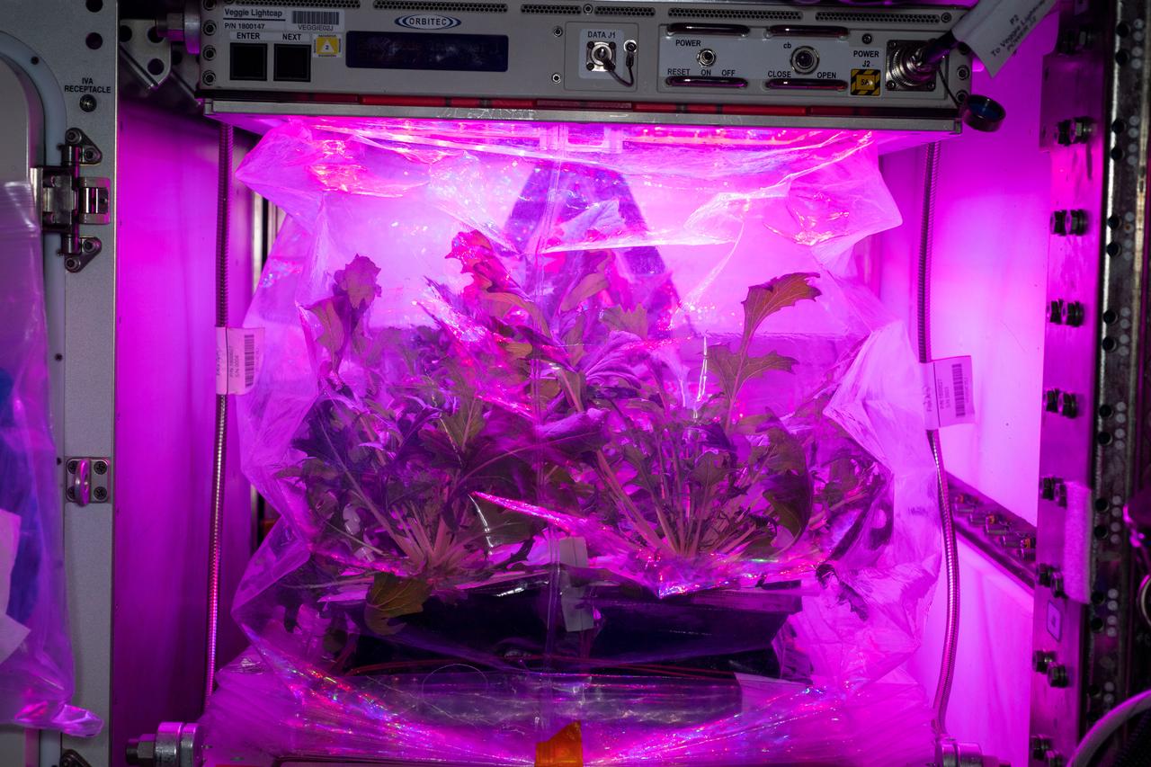 Mizuna Mustard mustard greens, part of the Veg-04A experiment, are shown growing in a Veggie plant growth chamber aboard the International Space Station on July 9, 2019. The Veg-04A experiment tested the greens, grown in blue-rich lighting and red-rich lighting, to determine the effects of different light ratios on plants grown in space on the station. The plants arrived aboard the SpaceX Commercial Resupply Services-16 mission. Astronaut Christina Koch initiated the on-orbit experiment on June 4, 2019, in the station’s two Veggie plant growth chambers, with six plant pillows per chamber. On June 11, 2019, Koch thinned the Mizuna plants to one plant per pillow. The on-orbit harvest took place July 9, 2019, with astronaut Nick Hague harvesting the plants grown under blue-rich light and Koch harvesting the plants grown under red-rich lights.