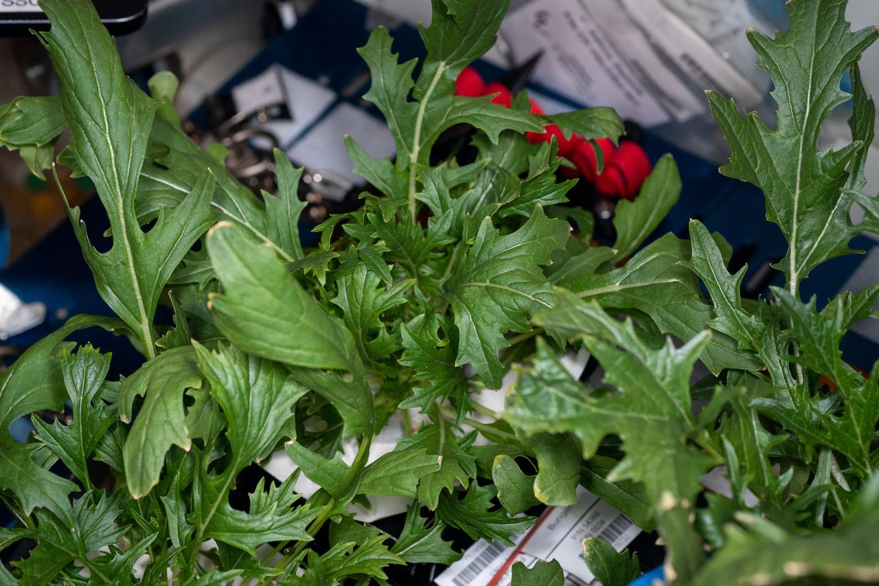 View during Plant Harvest in the Vegetable Production System (Veggie). Image was taken for the Veg-04 experiment.  Photo was taken by Expedition 60 crew.