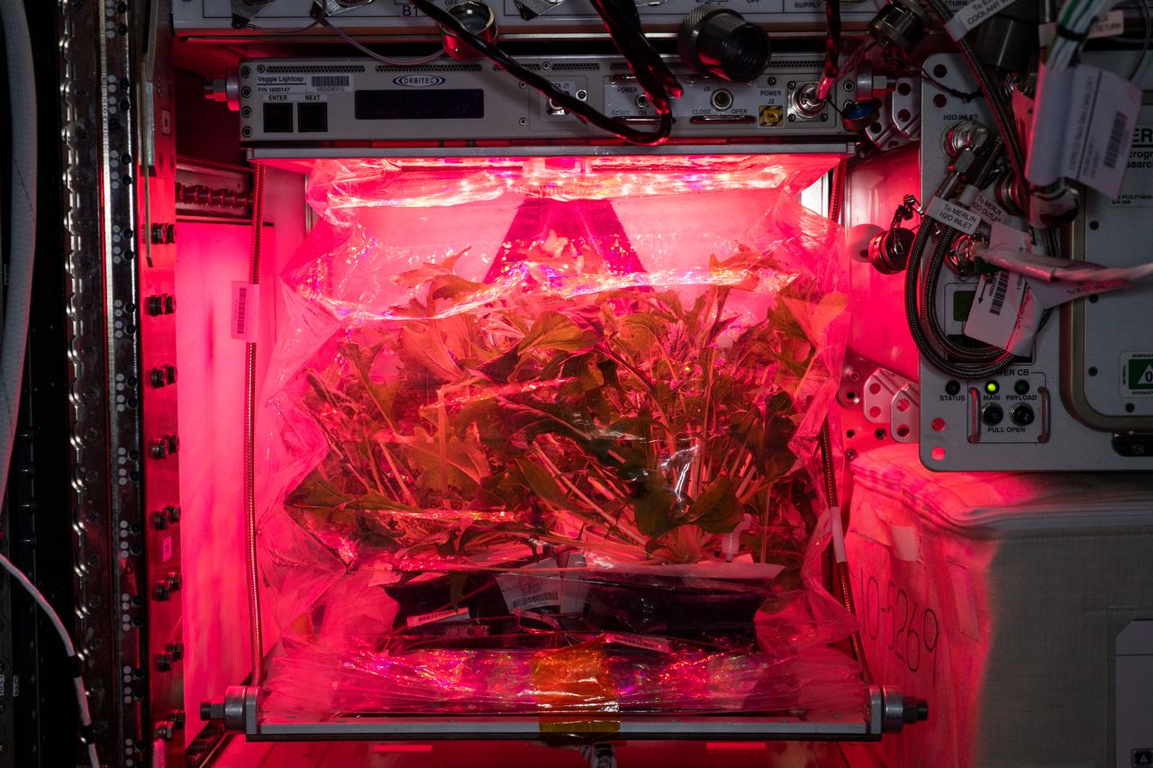 Mizuna Mustard mustard greens, part of the Veg-04A experiment, are shown growing in a Veggie plant growth chamber aboard the International Space Station on July 9, 2019. The Veg-04A experiment tested the greens, grown in blue-rich lighting and red-rich lighting, to determine the effects of different light ratios on plants grown in space on the station. The plants arrived aboard the SpaceX Commercial Resupply Services-16 mission. Astronaut Christina Koch initiated the on-orbit experiment on June 4, 2019, in the station’s two Veggie plant growth chambers, with six plant pillows per chamber. On June 11, 2019, Koch thinned the Mizuna plants to one plant per pillow. The on-orbit harvest took place July 9, 2019, with astronaut Nick Hague harvesting the plants grown under blue-rich light and Koch harvesting the plants grown under red-rich lights.
