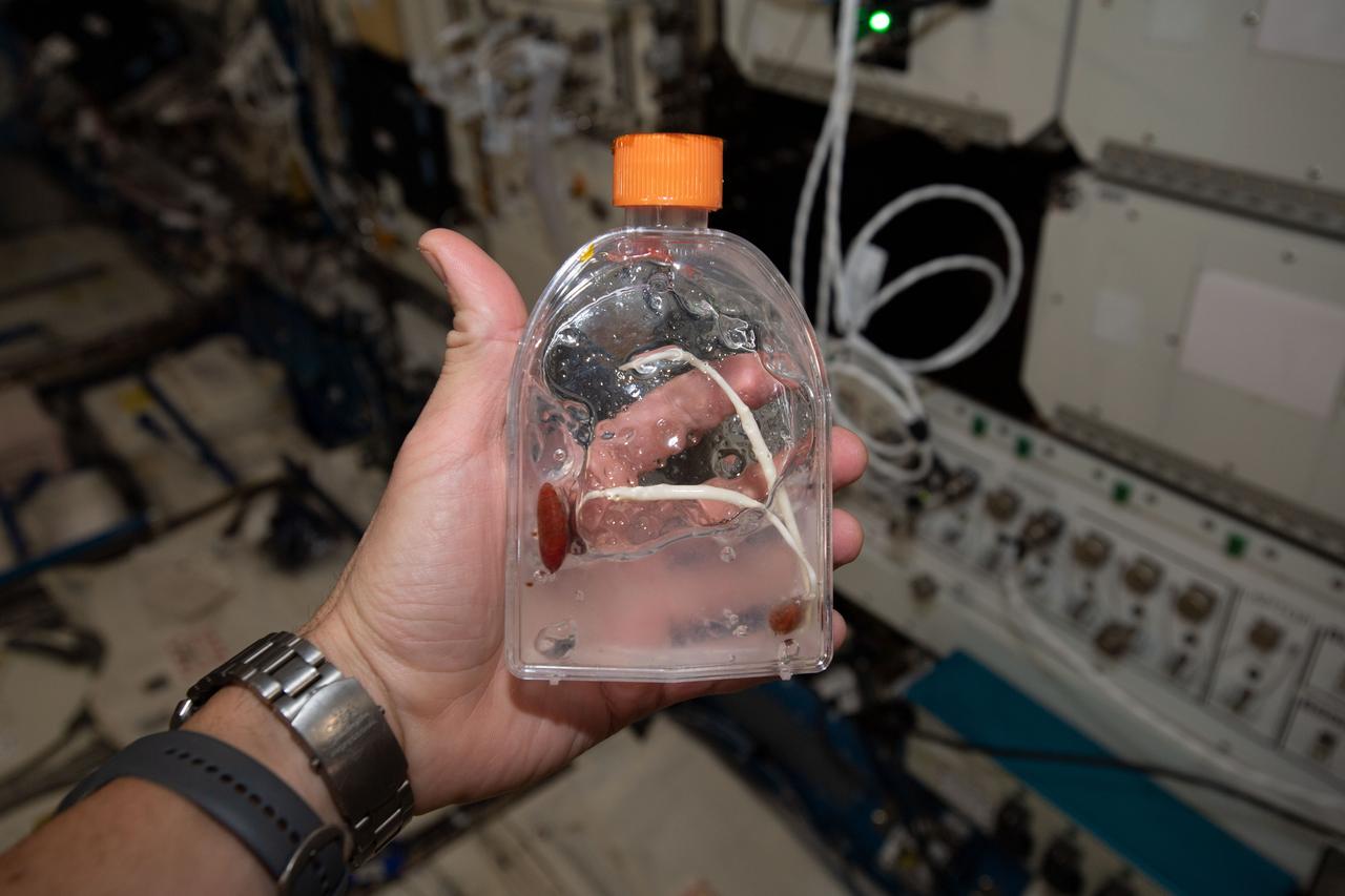 iss060e015472 --- (7/29/2019) Photo documentation aboard the International space Station (ISS) of the The United Arab Emirates (UAE) Palm Tree Growth Experiment (Palm Tree Growth). The investigation examines germination of palm tree seeds in order to determine the best conditions for generating tissue samples for research. A process for growing healthy plant tissue in microgravity could be adapted for testing other indigenous plants of scientific, commercial or educational interest in the UAE. The investigation also observes and documents root growth in microgravity for educational purposes.