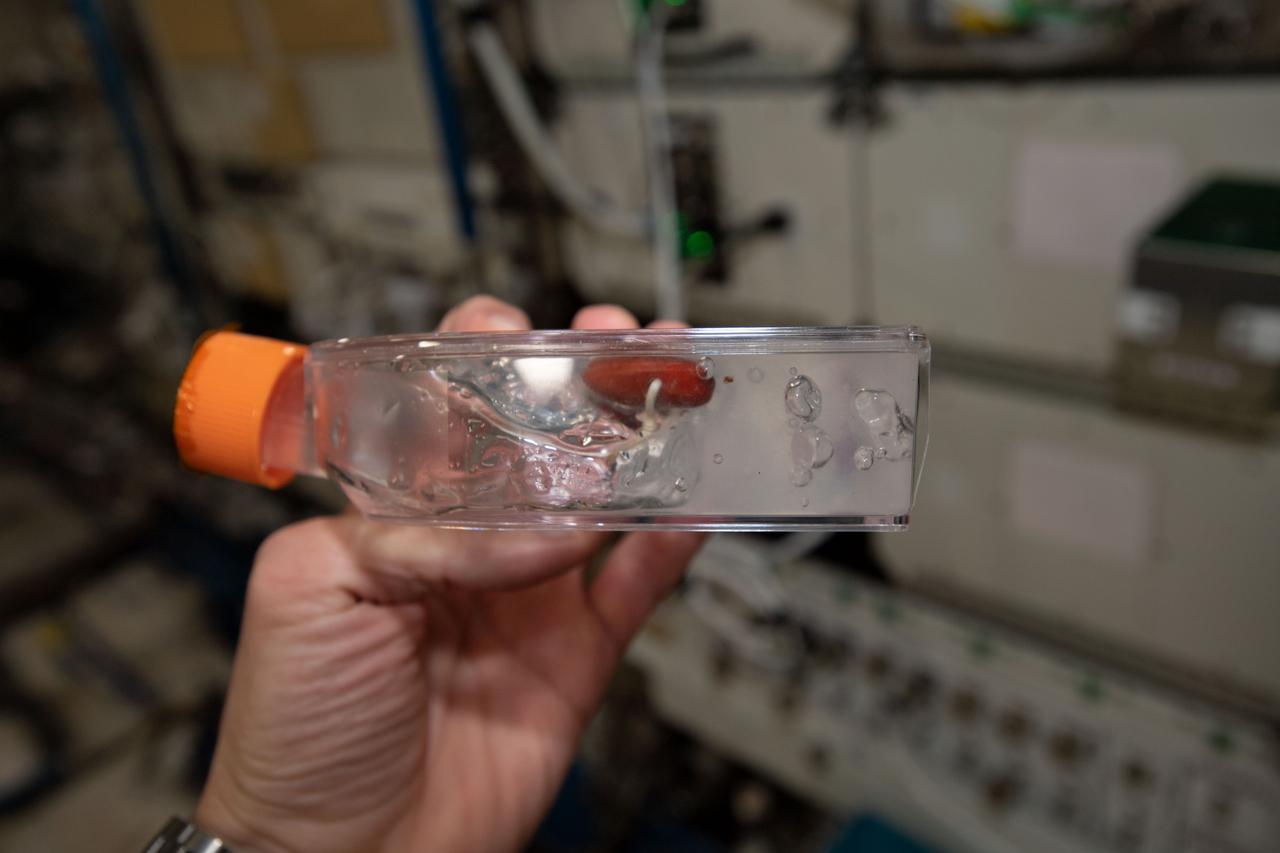 iss060e015476 --- (7/29/2019) Photo documentation aboard the International space Station (ISS) of the The United Arab Emirates (UAE) Palm Tree Growth Experiment (Palm Tree Growth). The investigation examines germination of palm tree seeds in order to determine the best conditions for generating tissue samples for research. A process for growing healthy plant tissue in microgravity could be adapted for testing other indigenous plants of scientific, commercial or educational interest in the UAE. The investigation also observes and documents root growth in microgravity for educational purposes.