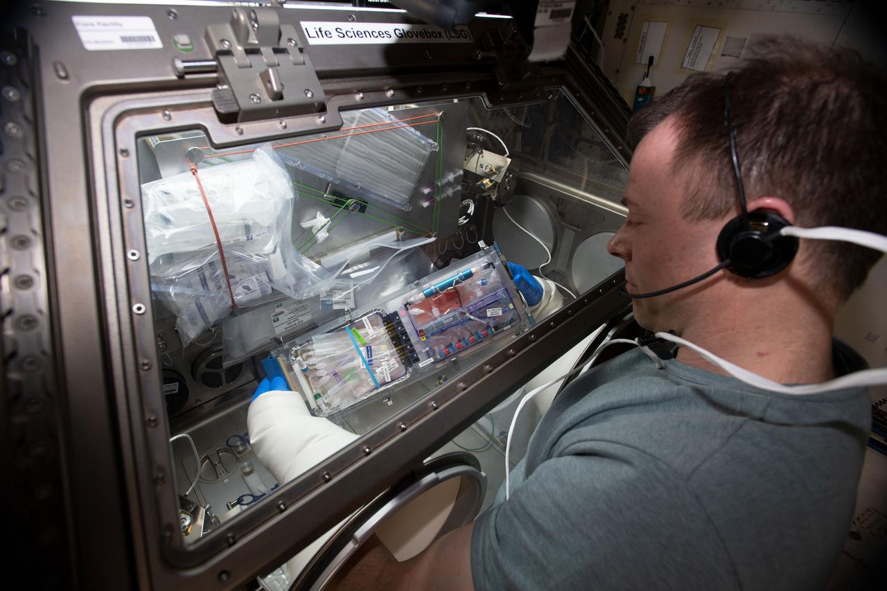 iss060e019992 (7/31/2019) --- NASA Astronaut Nick Hague with the Cell Science-02 investigation aboard the International space Station (ISS). The Cell Science-02 (CS-02) investigation compares the ability of two different bone inducing growth factors, one novel and one currently used in bone healing therapies, to stimulate growth, differentiation, and related cellular functions of osteoblast cells in culture.