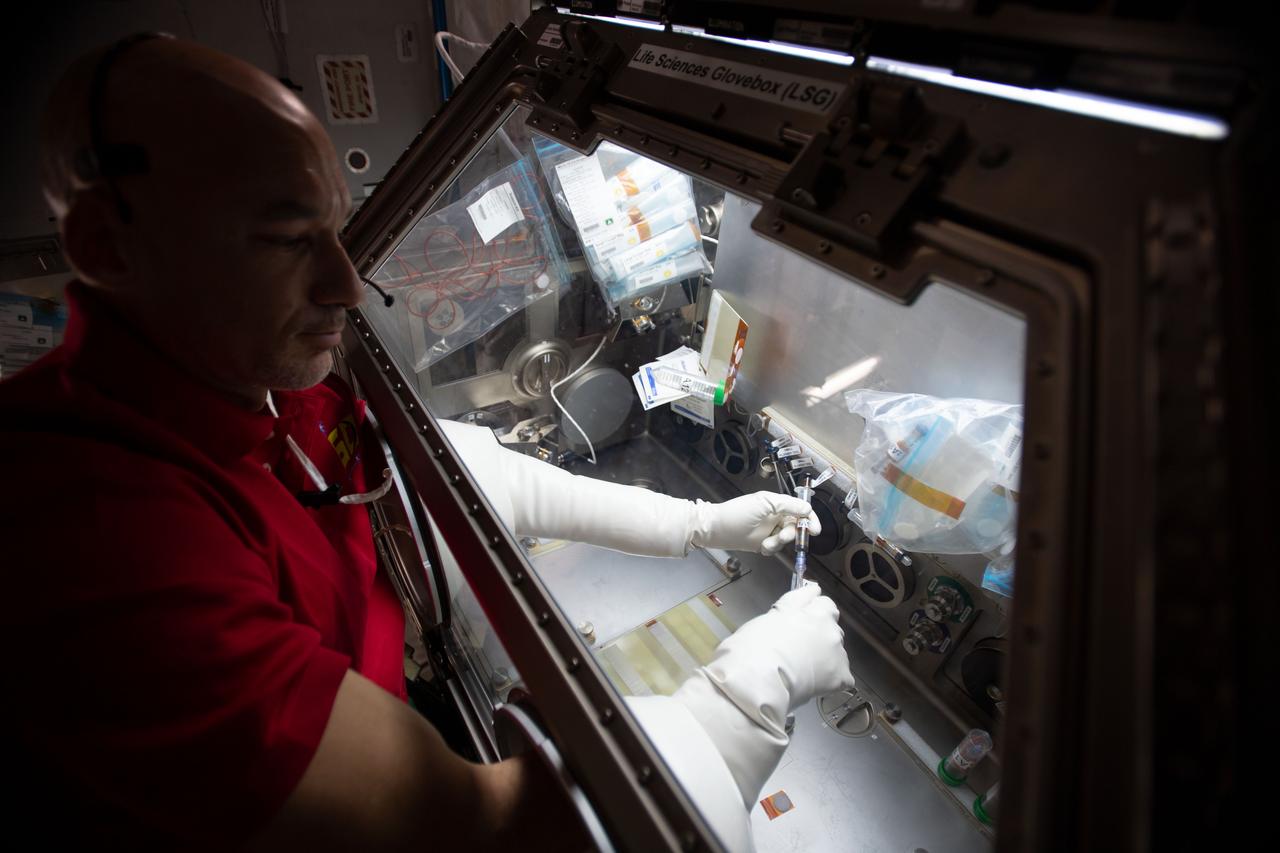 iss060e035097 (8/12/2019) --- European Space Agency (ESA) astronaut Luca Parmitano injects media into the culture bag of the Micro-15 investigation in the Japanese Experiment Module (JEM) abroad the International space Station (ISS). The goal of this investigation is to better understand the effects of gravity on the differentiation of mammalian cells using 3-D cultures of induced pluripotent stem (iPS) cells. This study investigates how exposure to microgravity fundamentally alters cell regulation and how these changes can affect the timing, progression, and outcomes of cell differentiation.