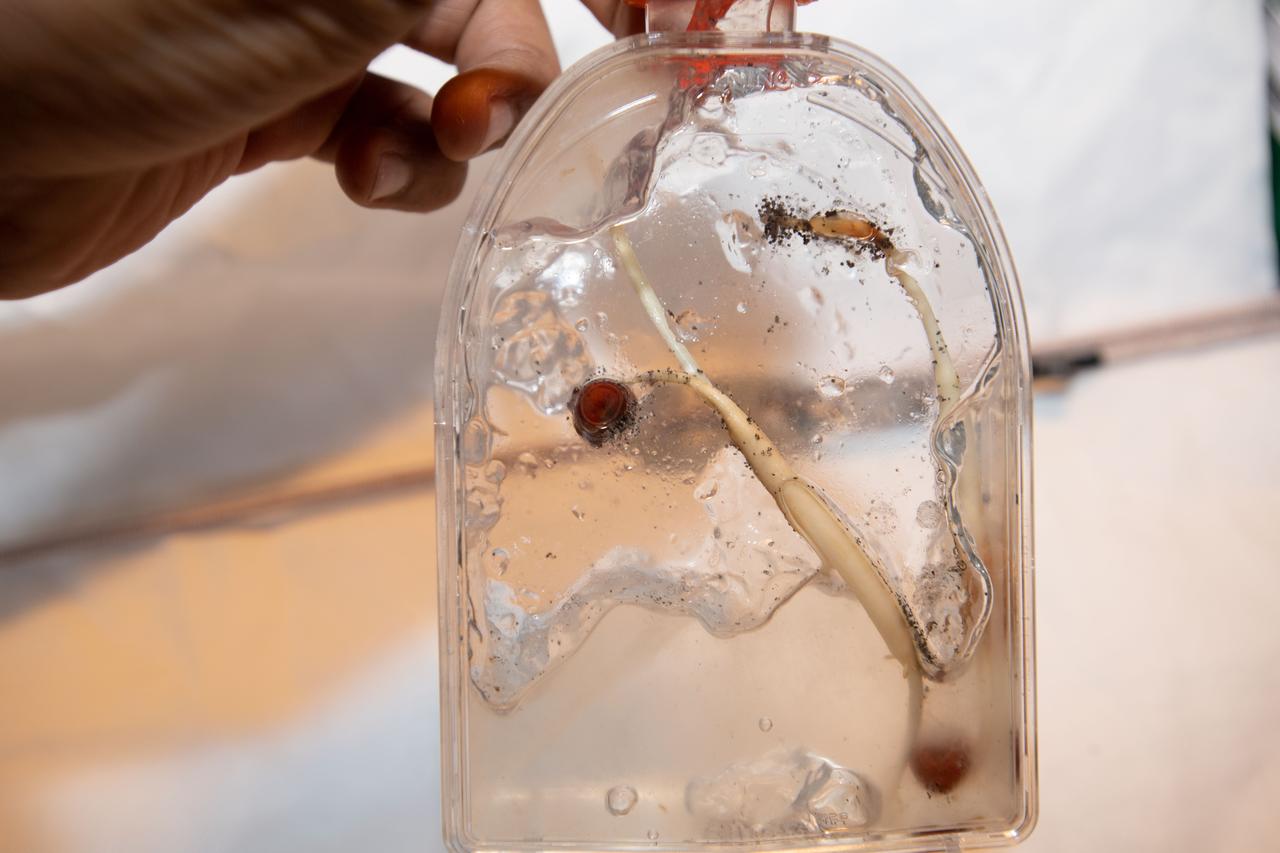 iss060e081486 (9/28/2019) --- A view of the United Arab Emirates (UAE) Palm Tree Growth Experiment (Palm Tree Growth) investigation which examines germination of palm tree seeds in order to determine the best conditions for generating tissue samples for research. A process for growing healthy plant tissue in microgravity could be adapted for testing other indigenous plants of scientific, commercial or educational interest in the UAE. The investigation also observes and documents root growth in microgravity for educational purposes.