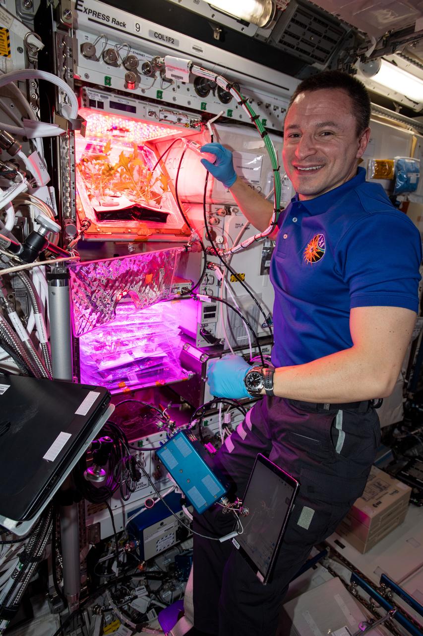 iss061e012956 (Oct. 23, 2019) --- This past week NASA astronaut Andrew Morgan watered the plant pillows in which Mizuna mustard greens are growing for the Veg-04B experiment. Veg-04B focuses on the effects of light quality and fertilizer on the leafy Mizuna crop, microbial food safety, nutritional value and the taste acceptability by the crew. The space botany research is also informing NASA how to provide fresh food for crews on long-term space missions.