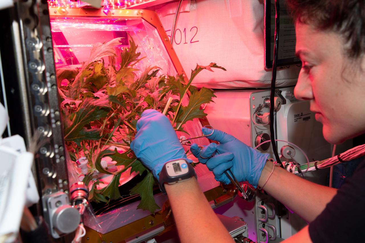 iss061e022796 (Oct. 30, 2019) --- NASA astronaut Jessica Meir cuts Mizuna mustard green leaves grown aboard the International Space Station for the VEG-04B space agriculture study. The botany research is helping scientists to learn how to provide fresh food to space crews on long-duration missions. The Expedition 61 crewmembers also tasted the leaves for edibility and stowed the leftovers in a science freezer for scientific analysis.