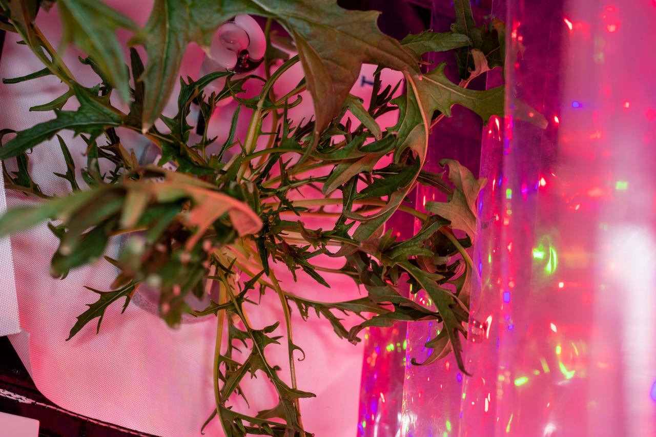 iss061e033363 (Nov. 7, 2019) --- Mizuna mustard greens are growing aboard the International Space Station to demonstrate the feasibility of space agriculture to provide fresh food for crews on deep space missions. The plants are grown under red-to-blue lighting and watered in pillows rather than soil in a specialized botany facility called VEGGIE. Crops are grown, harvested and consumed by astronauts with some samples stowed in science freezers for later analysis as part of the VEG-04 study.