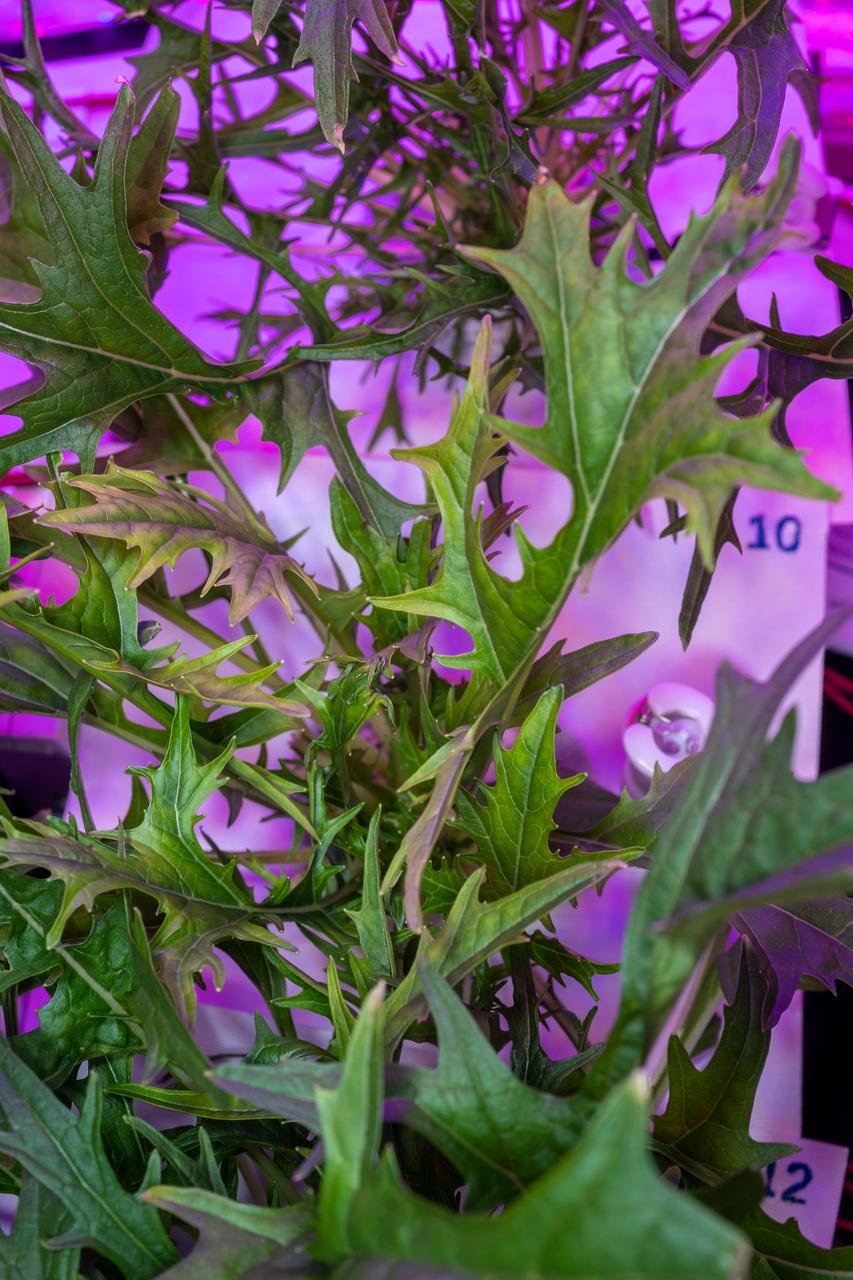 iss061e033379 (Nov. 7, 2019) --- Mizuna mustard greens are growing aboard the International Space Station to demonstrate the feasibility of space agriculture to provide fresh food for crews on deep space missions. The plants are grown under red-to-blue lighting and watered in pillows rather than soil in a specialized botany facility called VEGGIE. Crops are grown, harvested and consumed by astronauts with some samples stowed in science freezers for later analysis as part of the VEG-04 study.
