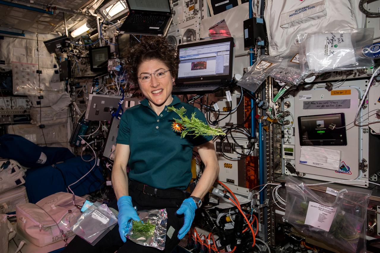 iss061e038290 (Nov. 13, 2019) --- NASA astronaut Christina Koch collects and packs Mizuna mustard greens grown and harvested inside the International Space Station's Veggie botany facility located in the Columbus laboratory module.. A portion of the leaves were consumed by the crew for a taste while the rest were stowed in a science freezer for analysis on Earth.
