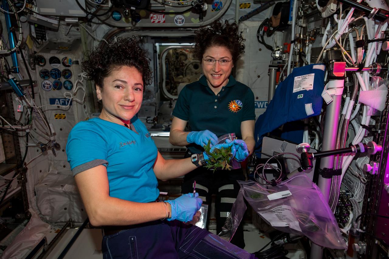 iss061e038302 (Nov. 13, 2019) --- NASA astronauts (from left) Jessica Meir and Christina Koch harvest a crop of Mizuna mustard greens grown inside the International Space Station Veggie's botany facility located in the Columbus laboratory module..