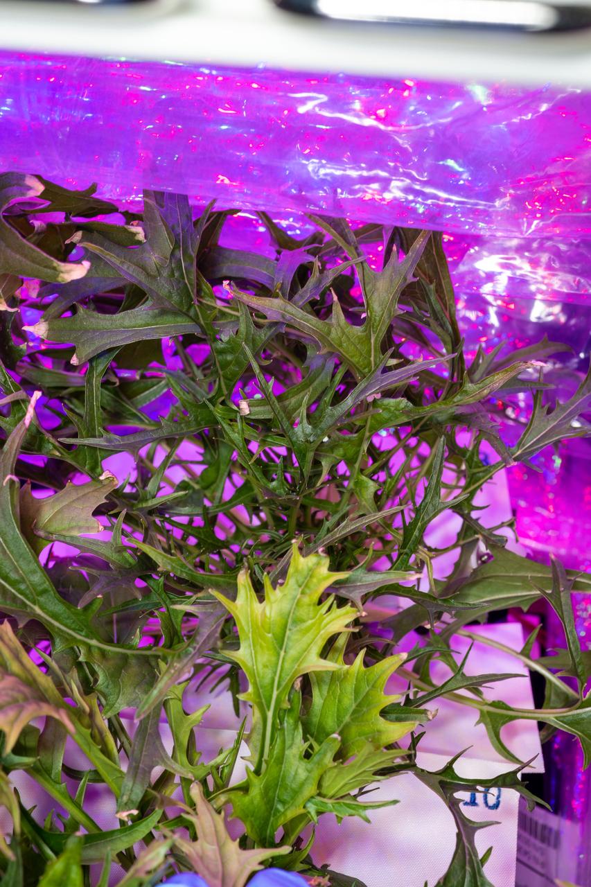 Documentation of a Mizuna mustard plant growing in Plant Pillow 8 in the Vegetable Production System (Veggie). Photo was taken prior to plant harvesting operations (OPS) for the Veg-04B experiment.