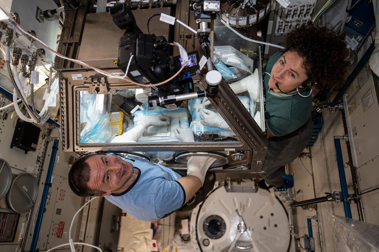 iss061e060142 (Nov. 26, 2019) --- NASA astronauts Andrew Morgan and Jessica Meir conduct research operations inside the Japanese Kibo lab module's Life Sciences Glovebox. The Expedition 61 flight engineers were studying mice for the Rodent Research-14 investigation, which observes how microgravity affects the body on a cellular and organ level.