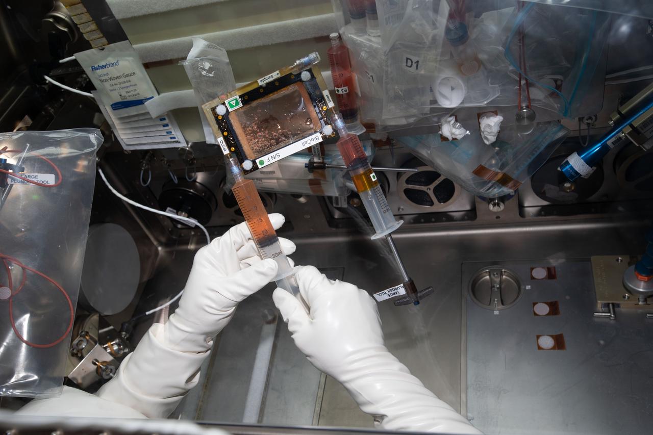 iss062e055120 (2/26/2020) --- A view inside of the Life Science Glovebox (LSG) of the media exchange operations for the OsteoOmics investigation aboard the International Space Station (ISS). OsteoOmics studies the cellular mechanisms of bone loss associated with microgravity, which helps researchers understand the mechanisms of bone loss in a wide range of disorders. This leads to better preventative care or therapeutic treatments for people suffering bone loss as a result of bone diseases like osteopenia and osteoporosis, or for patients on prolonged bed rest.