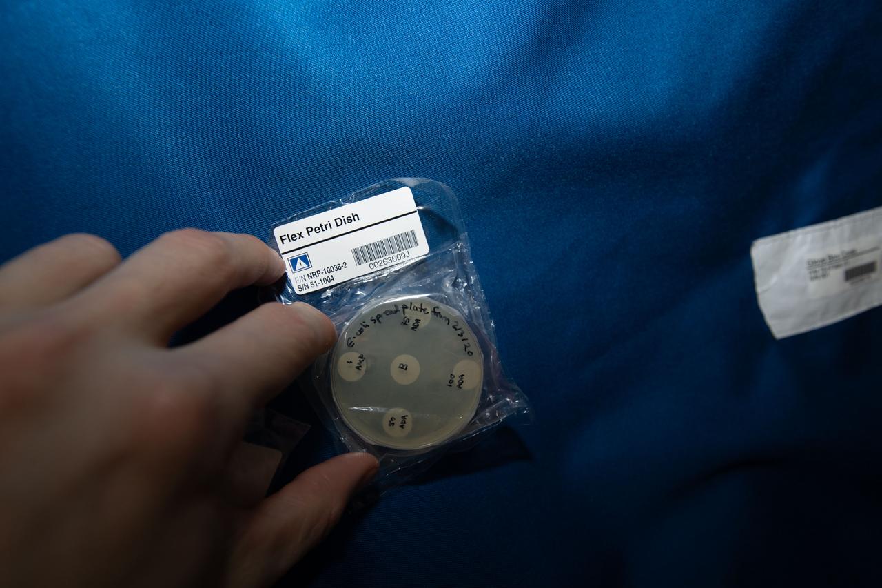 iss062e087553 (3/11/2020) --- A View of the ISSET-Nanoracks-Mission Discovery 4 investigation aboard the International Space Station (ISS). The purpose of the Antibacterial properties of fly larvae extract: sub-investigation is to observe the effect of microgravity on the ability of the antibiotics found in fly larvae to eliminate E. coli bacteria. As part of the study, adipic acid, the antibacterial compound identified in fly larvae, is used and antibacterial prospects in microgravity are evaluated.