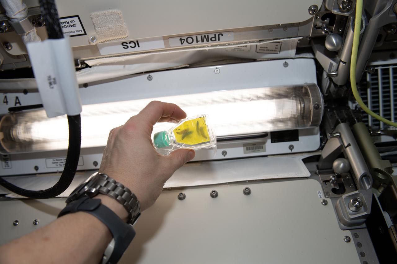 iss062e112447 (3/25/2020) --- A View of the ISSET-Nanoracks-Mission Discovery 4 investigation aboard the International Space Station (ISS). The Degradation of plastic by wax worms in microgravity sub-investigation studies wax worms and their capability to degrade plastic in a space environment. The experiment is contained in a culture flask with wax worms sealed inside a typical supermarket bag made from polyethylene Successful degradation of polyethylene using wax worms may lead to a new method of mitigating plastic waste accumulation in future space missions.