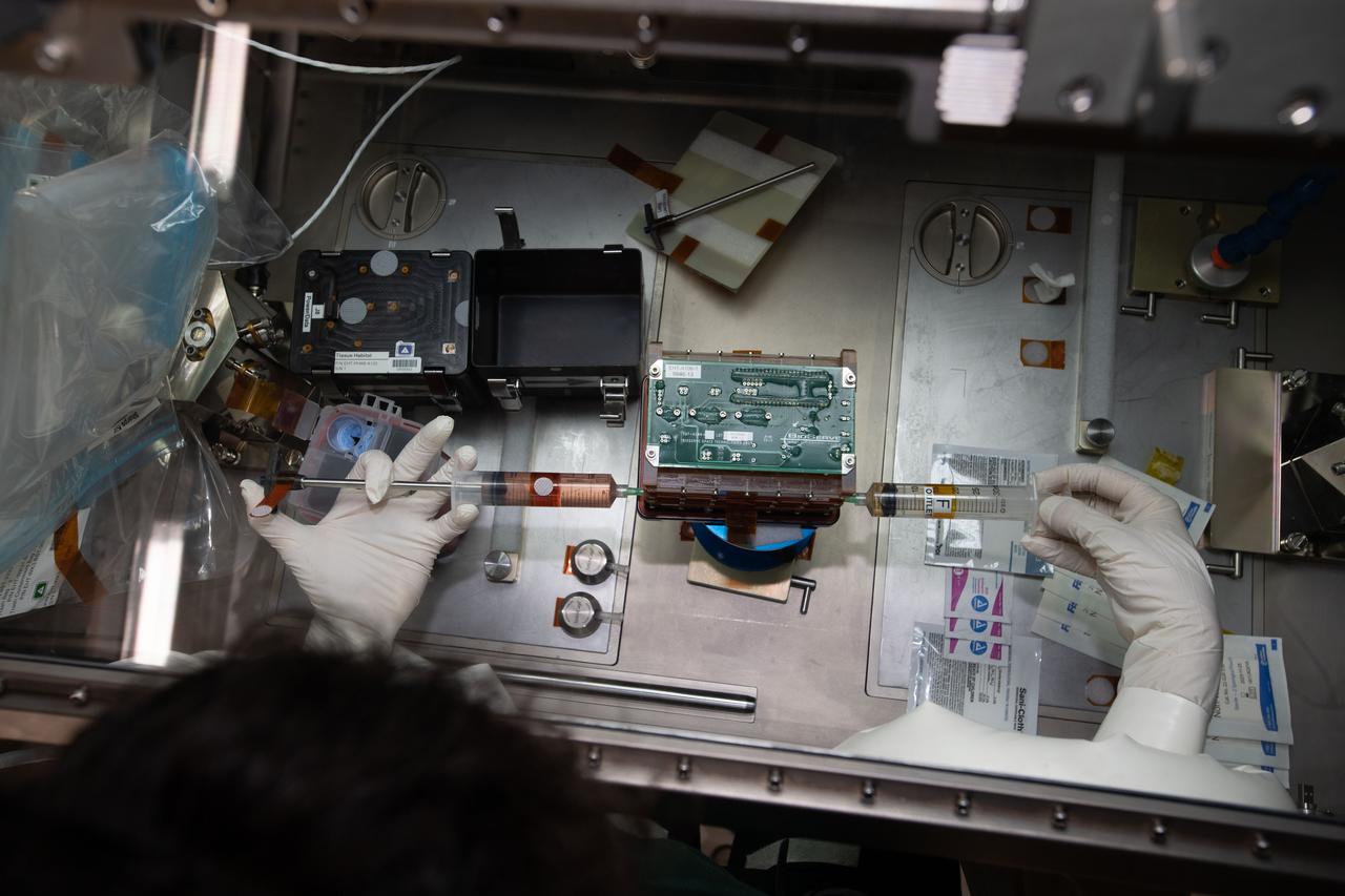 iss062e115333 (3/26/2020) --- Tissue chambers shown during media exchanges and tissue fixations of the Human iPSC-based 3D Microphysiological System for Modeling Cardiac Dysfunction in Microgravity (Engineered Heart Tissue) investigation inside the Life Sciences Glovebox (LSG) in the Japanese Experiment Module (JEM) aboard the International Space Station (ISS). The Engineered Heart Tissues research model could be an effective tool for better understanding cardiac function in response to external factors which would be useful for drug development and other applications related to cardiac dysfunction on Earth.