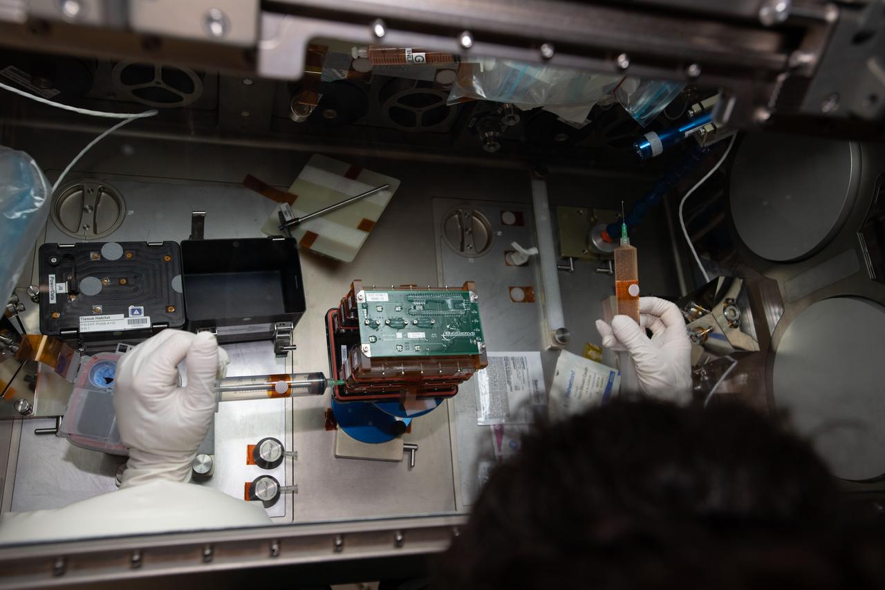 iss062e115350 (3/26/2020) --- Tissue chambers shown during media exchanges and tissue fixations of the Human iPSC-based 3D Microphysiological System for Modeling Cardiac Dysfunction in Microgravity (Engineered Heart Tissue) investigation inside the Life Sciences Glovebox (LSG) in the Japanese Experiment Module (JEM) aboard the International Space Station (ISS). The Engineered Heart Tissues research model could be an effective tool for better understanding cardiac function in response to external factors which would be useful for drug development and other applications related to cardiac dysfunction on Earth.
