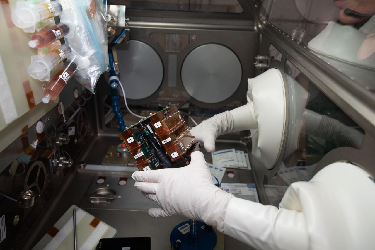 iss062e115367 (3/26/2020) --- Tissue chambers shown during media exchanges and tissue fixations of the Human iPSC-based 3D Microphysiological System for Modeling Cardiac Dysfunction in Microgravity (Engineered Heart Tissue) investigation inside the Life Sciences Glovebox (LSG) in the Japanese Experiment Module (JEM) aboard the International Space Station (ISS). The Engineered Heart Tissues research model could be an effective tool for better understanding cardiac function in response to external factors which would be useful for drug development and other applications related to cardiac dysfunction on Earth.