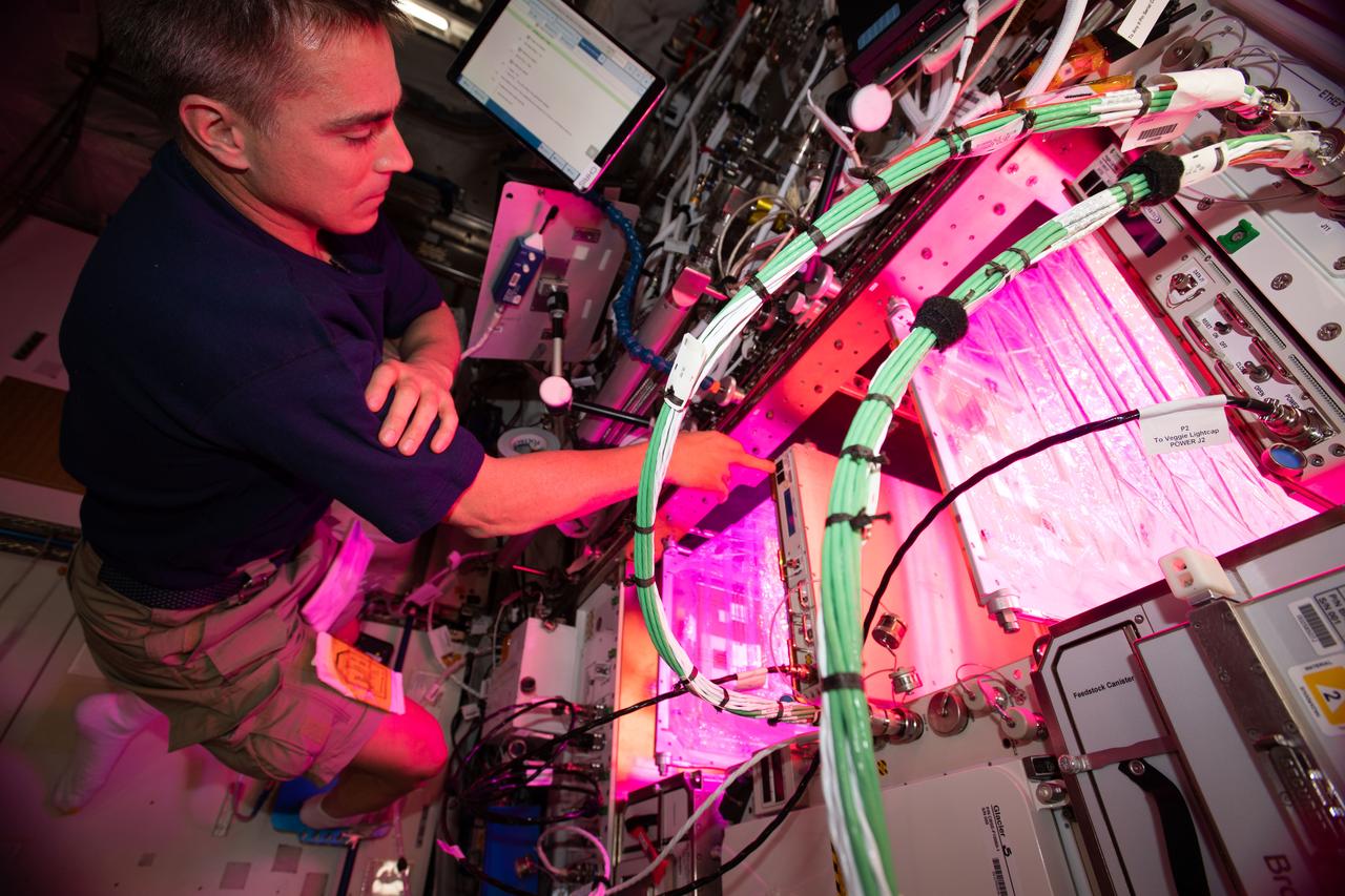 iss063e003907 (April 29, 2020) --- NASA astronaut and Expedition 63 Commander Chris Cassidy cleans botany research hardware after growing lettuce and mizuna greens inside the Columbus laboratory module. The Veggie PONDS (passive orbital nutrient delivery system) research facility seeks to demonstrate growing vegetables in space to support future crews on long-term missions.
