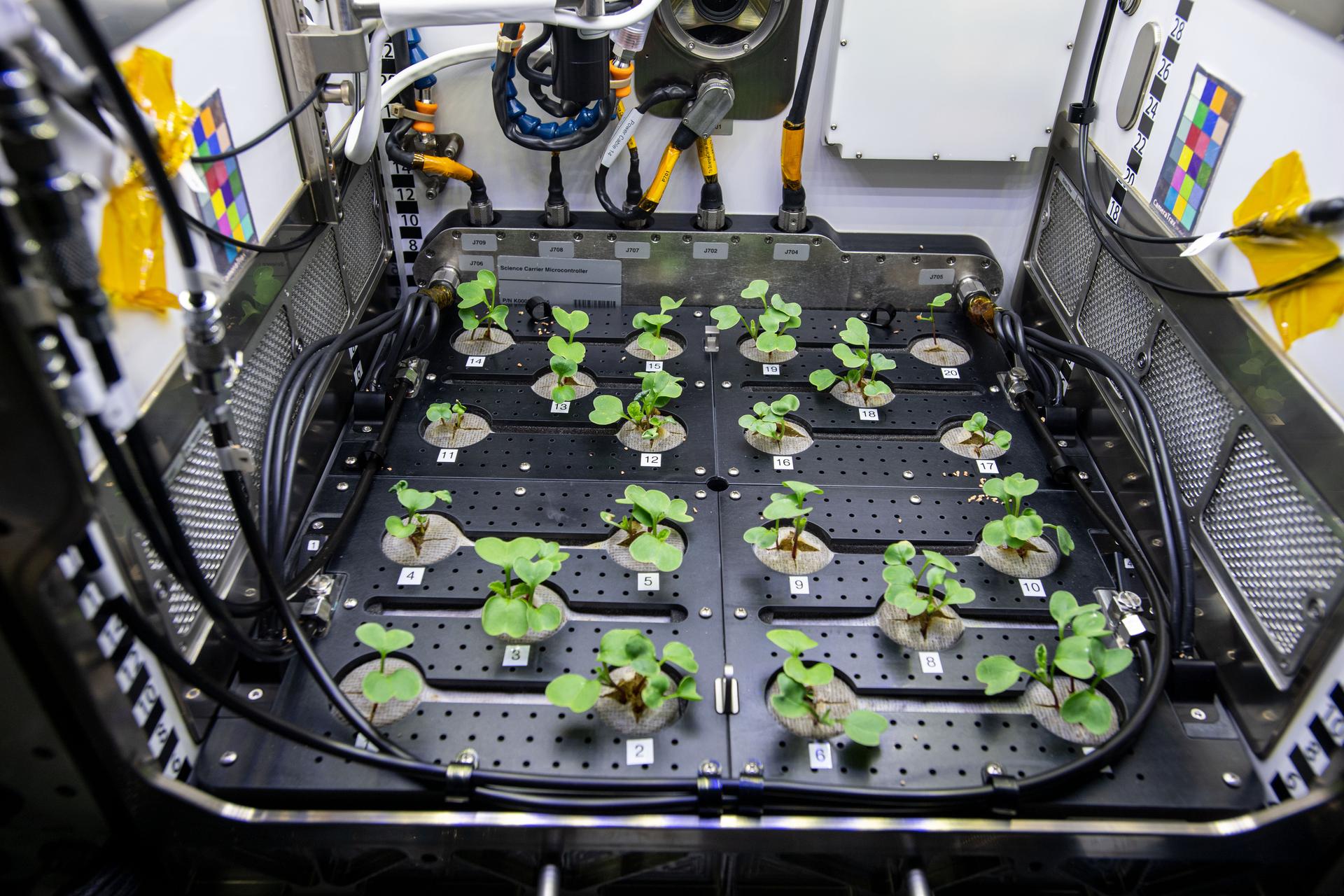 Small radish leaves emerge from black growth chambers in a space lab environment.