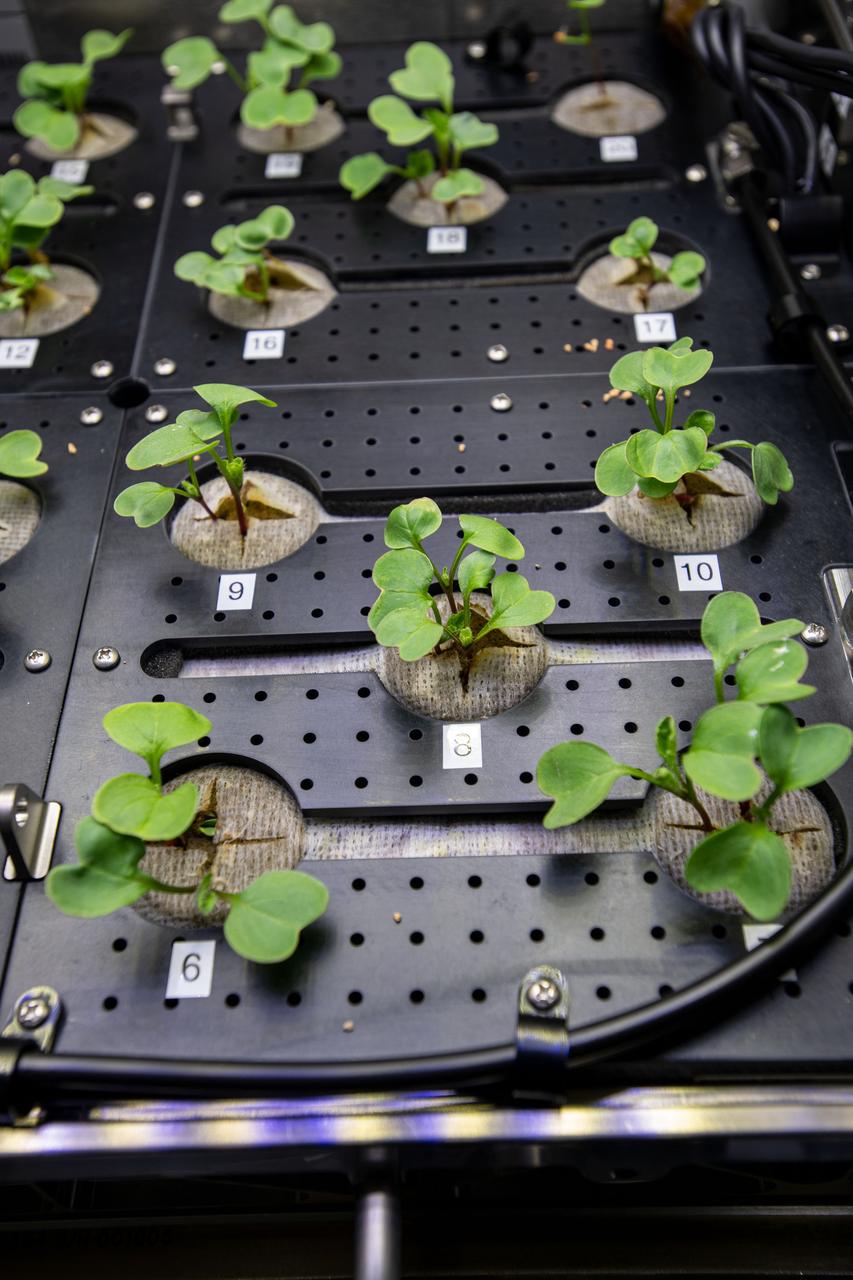 iss064e004045 (11/11/2020) --- Photo documentation of the Plant Habitat-02 investigation aboard the International space Station (ISS). The Assessment of Nutritional Value and Growth Parameters of Space-grown Plants (Plant Habitat-02) uses the Advanced Plant Habitat to cultivate Radishes, a model plant that is nutritious and edible and has a short cultivation time. This research could help optimize plant growth in the unique environment of space, as well as evaluation of nutrition and taste of the plants.