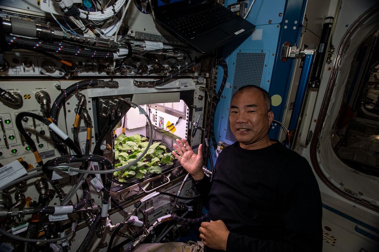 iss064e005001 (Nov. 20, 2020) --- SpaceX Crew-1 Mission Specialist and Expedition 64 Flight Engineer Soichi Noguchi of JAXA (Japan Aerospace Exploration Agency) shows off radish plants growing inside the Columbus laboratory module's Advanced Plant Habitat before leaf samples were collected for analysis during his first week aboard the International Space Station.