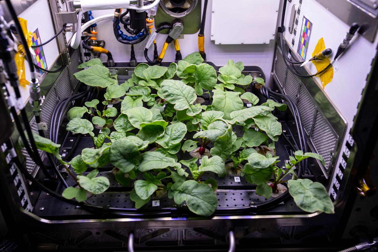 iss064e005046 (11/20/2020) --- Photo documentation of the Plant Habitat-02 investigation aboard the International space Station (ISS). The Assessment of Nutritional Value and Growth Parameters of Space-grown Plants (Plant Habitat-02) uses the Advanced Plant Habitat to cultivate Radishes, a model plant that is nutritious and edible and has a short cultivation time. This research could help optimize plant growth in the unique environment of space, as well as evaluation of nutrition and taste of the plants.