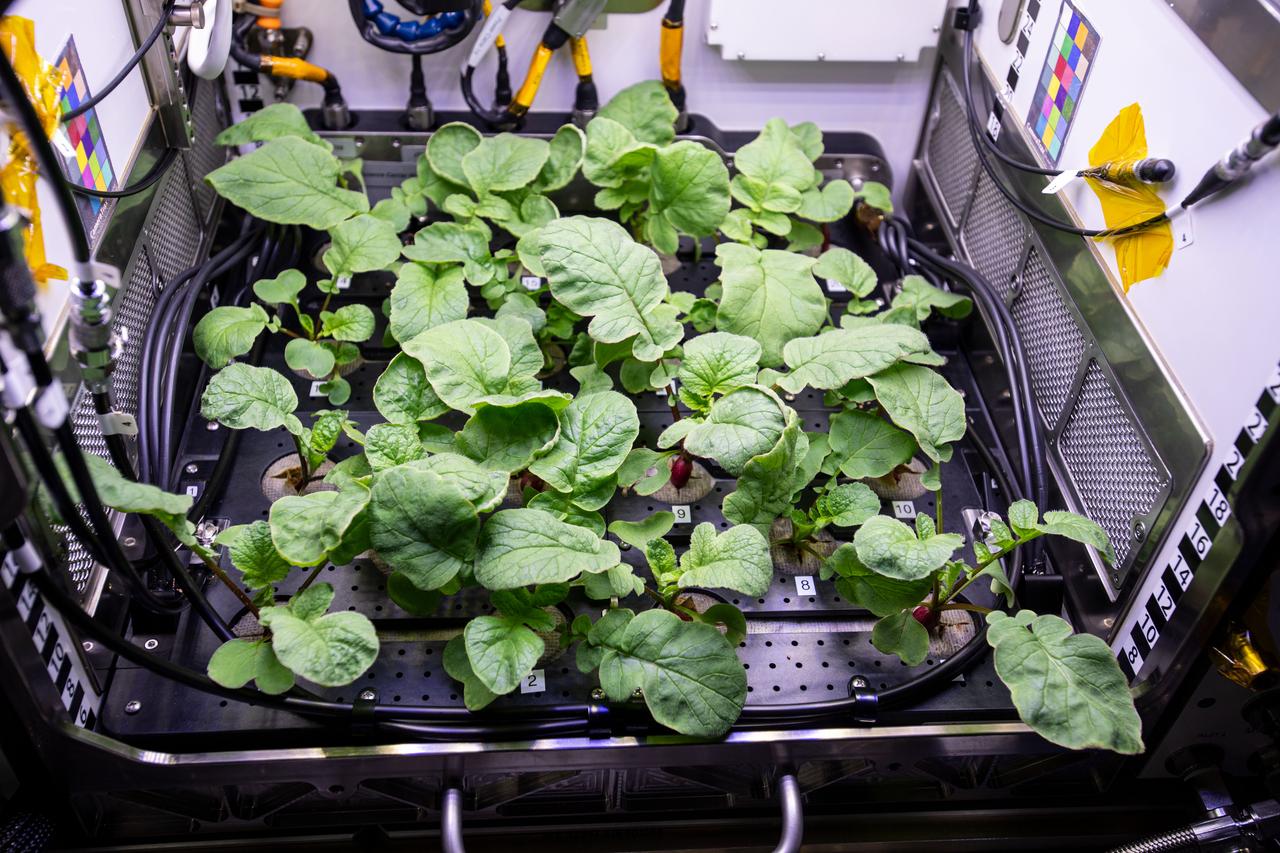 iss064e005049 (Nov. 20, 2020) --- Radish plants are pictured growing inside the Columbus laboratory module's Advanced Plant Habitat. Leaf samples were collected and stowed afterward for analysis so scientists can understand how microgravity affects the growth of plants. Space botany helps NASA and its international partners learn to sustain healthy crews on long-term missions to the Moon, Mars and beyond.