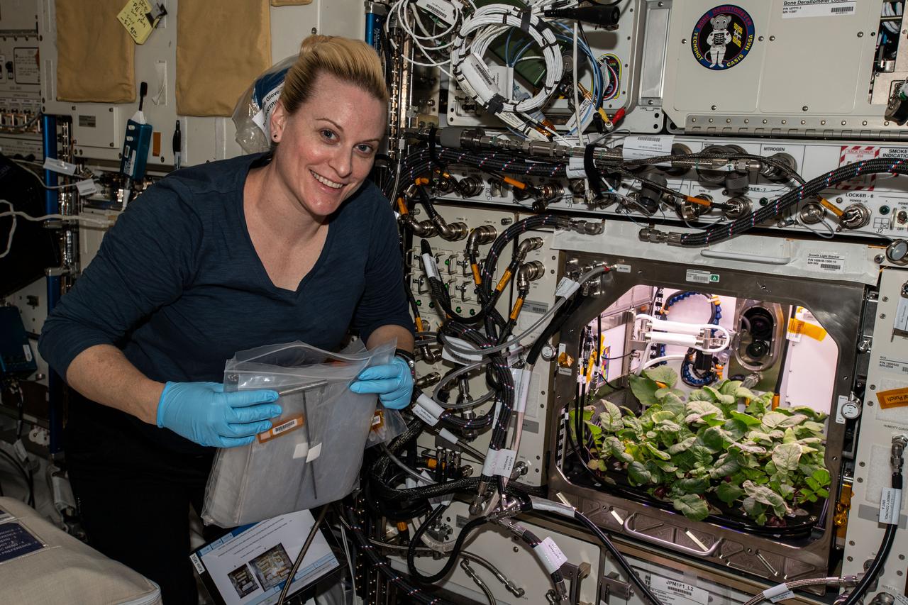 iss064e006452 (Nov. 27, 2020) --- NASA astronaut and Expedition 64 Flight Engineer Kate Rubins checks out radish plants growing for the Plant Habitat-02 experiment that seeks to optimize plant growth in the unique environment of space and evaluate nutrition and taste of the plants.