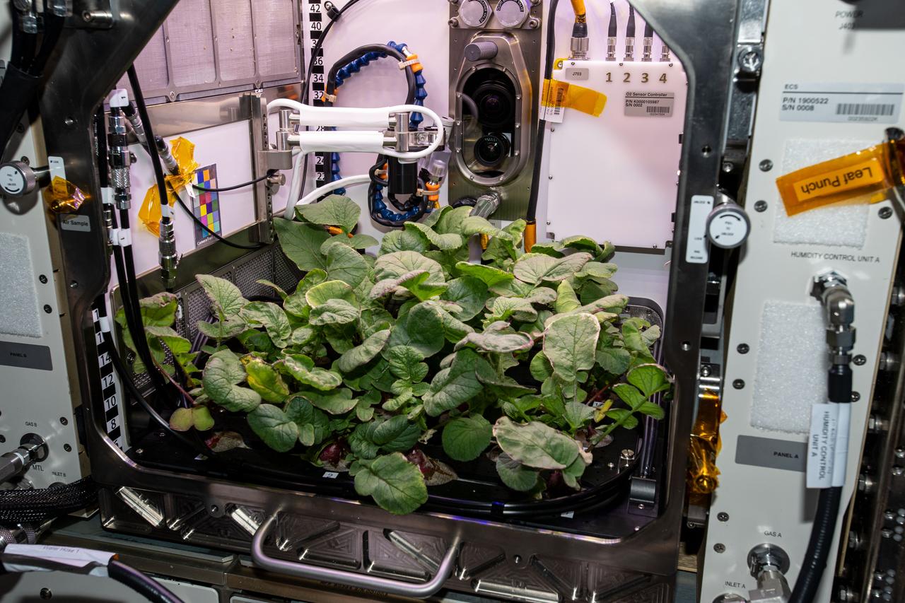 iss064e006453 (Nov. 27, 2020) --- Radish plants are pictured growing for the Plant Habitat-02 experiment that could help optimize plant growth in the unique environment of space and evaluate nutrition and taste of the plants.